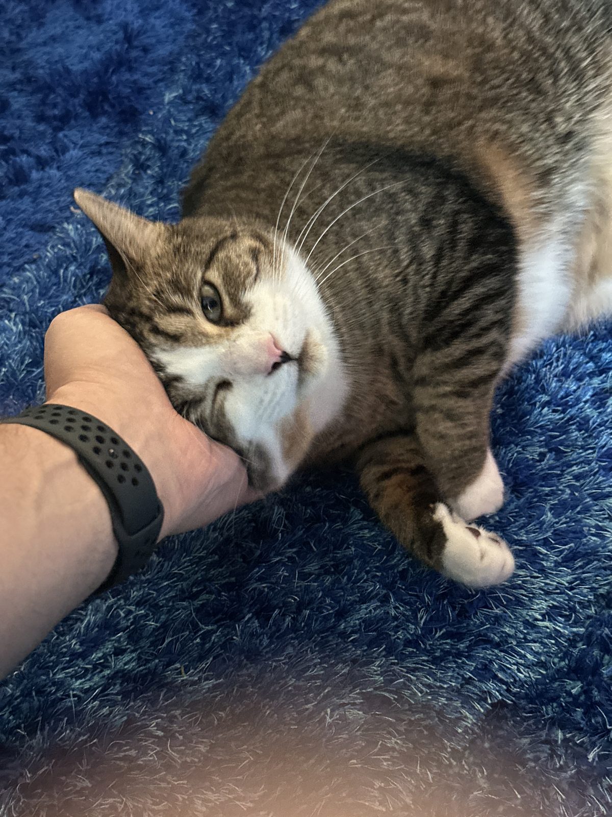 Garnet sprawled on the blue shag rug, cheek resting in a cupped hand.