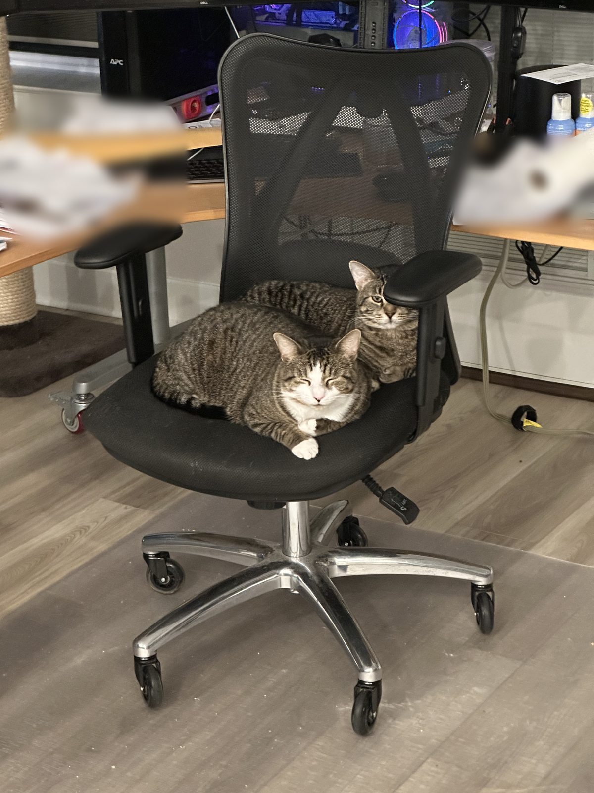 Garnet and Jasper sharing the office chair, Jasper looking over Garnet's shoulder.
