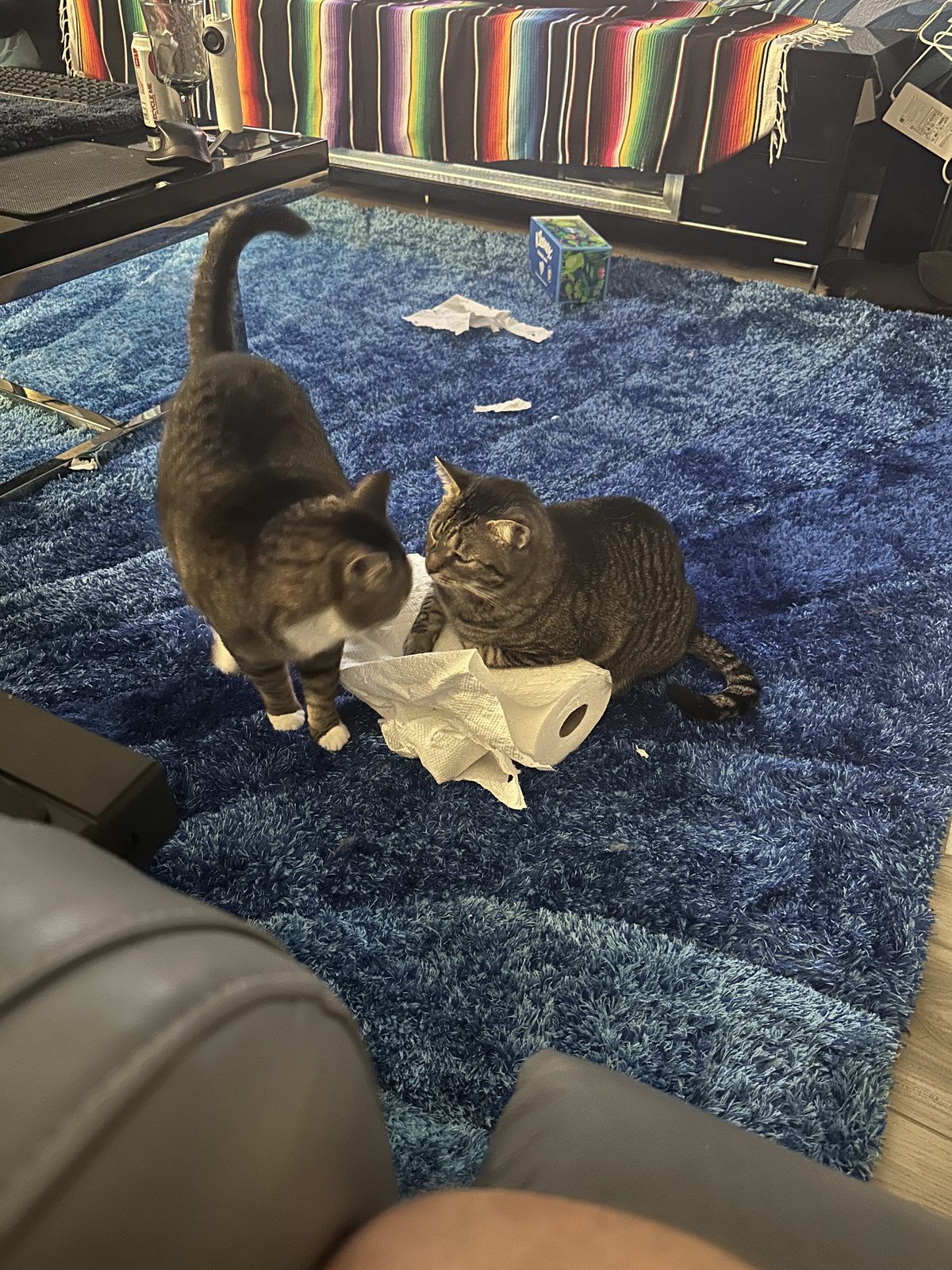 Garnet and Jasper standing over the wreckage of a paper towel roll on the blue rug.