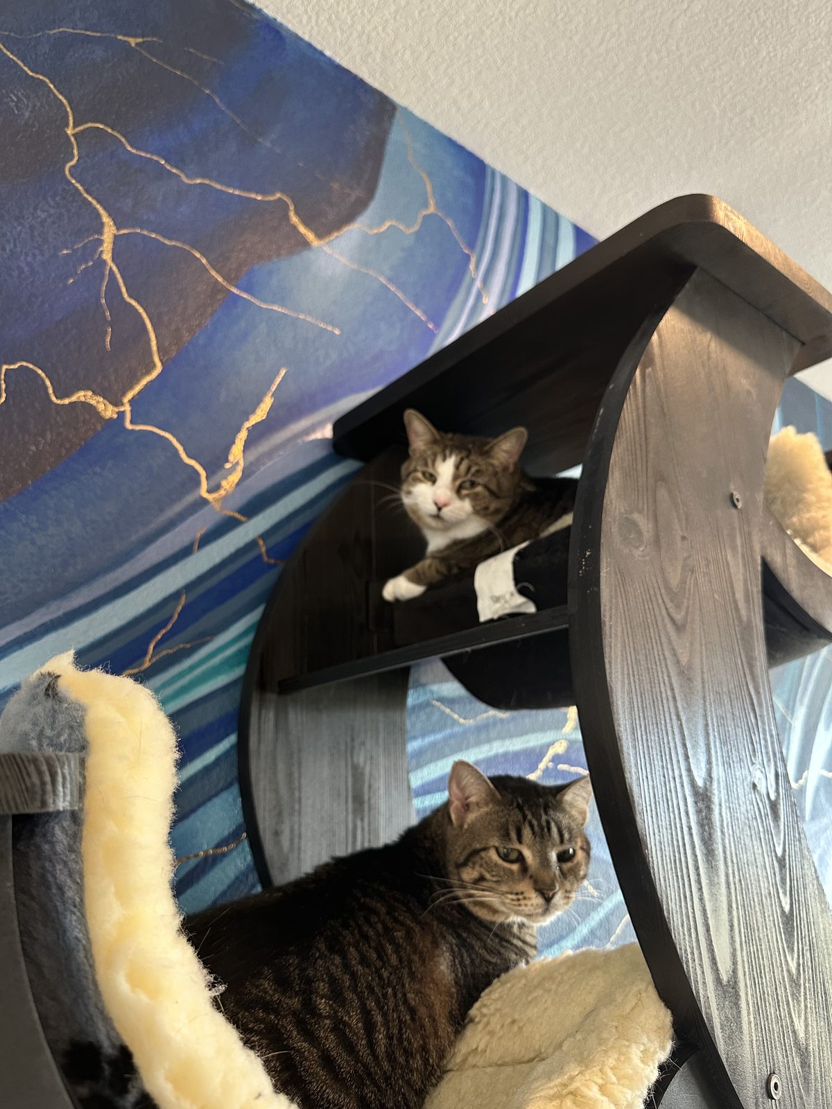 Garnet looking down from an upper platform of the cat tree, with Jasper in the fleece cradle below.