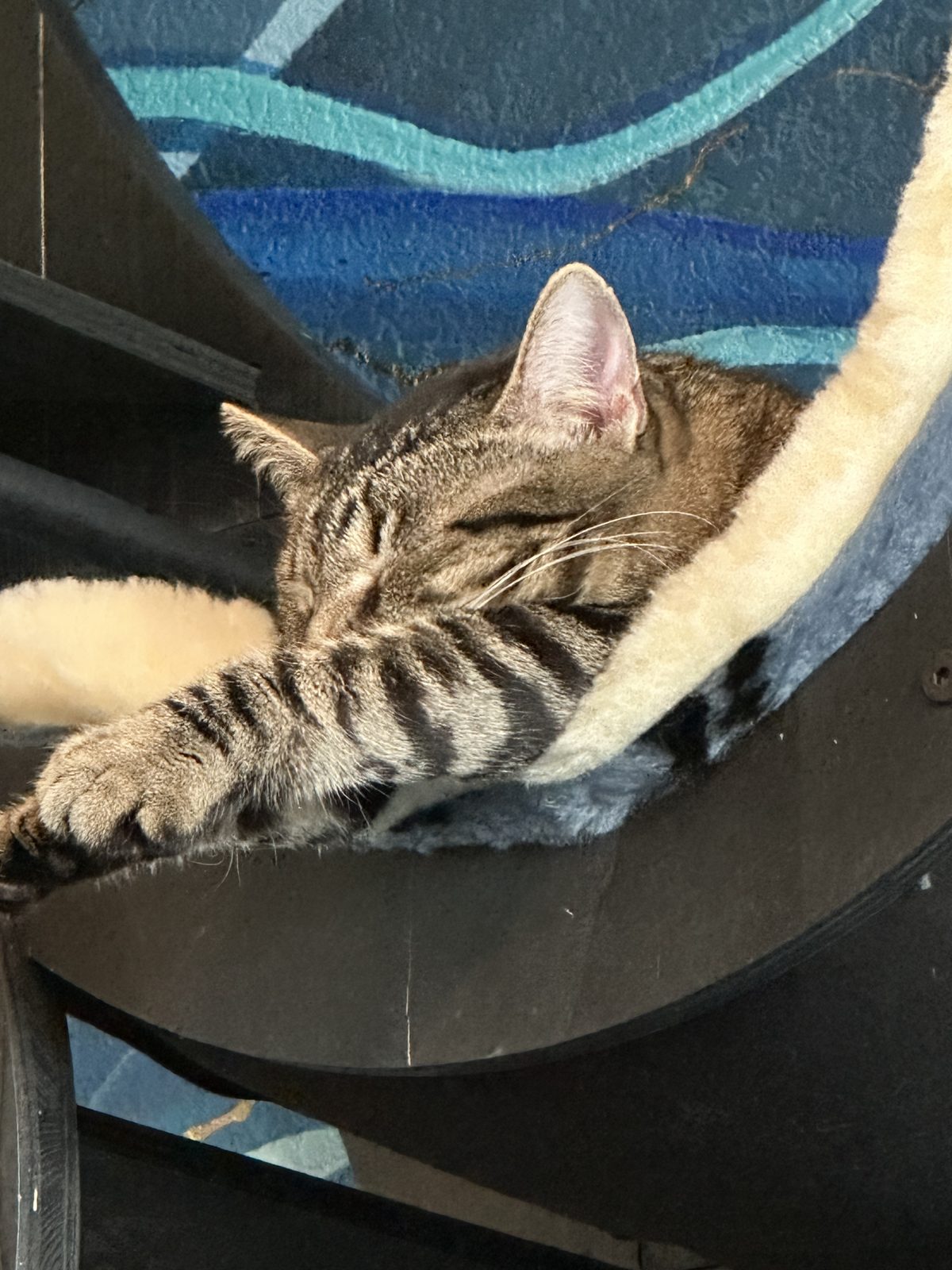 Jasper curled asleep in one of the cat tree's fleece cradles, one paw hooked over the edge.