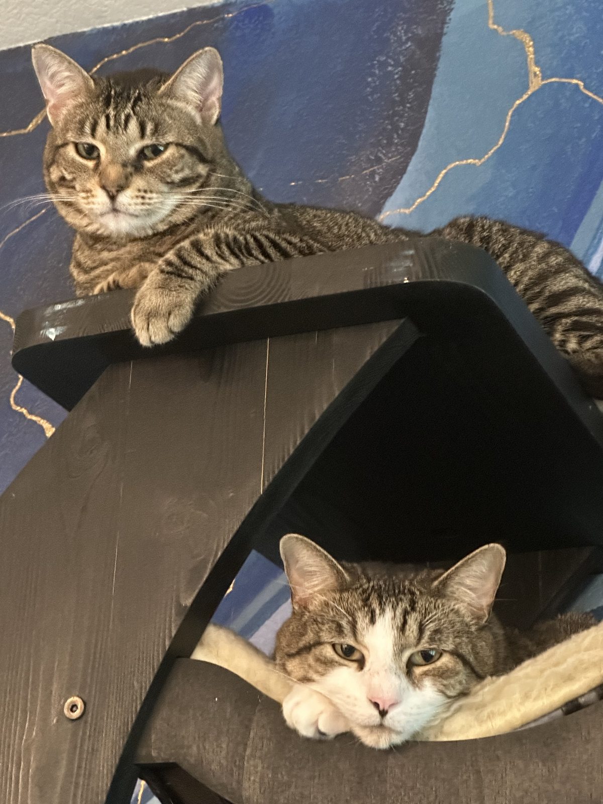 Jasper stretched along a platform of the cat tree, with Garnet tucked into the fleece-lined nook below.