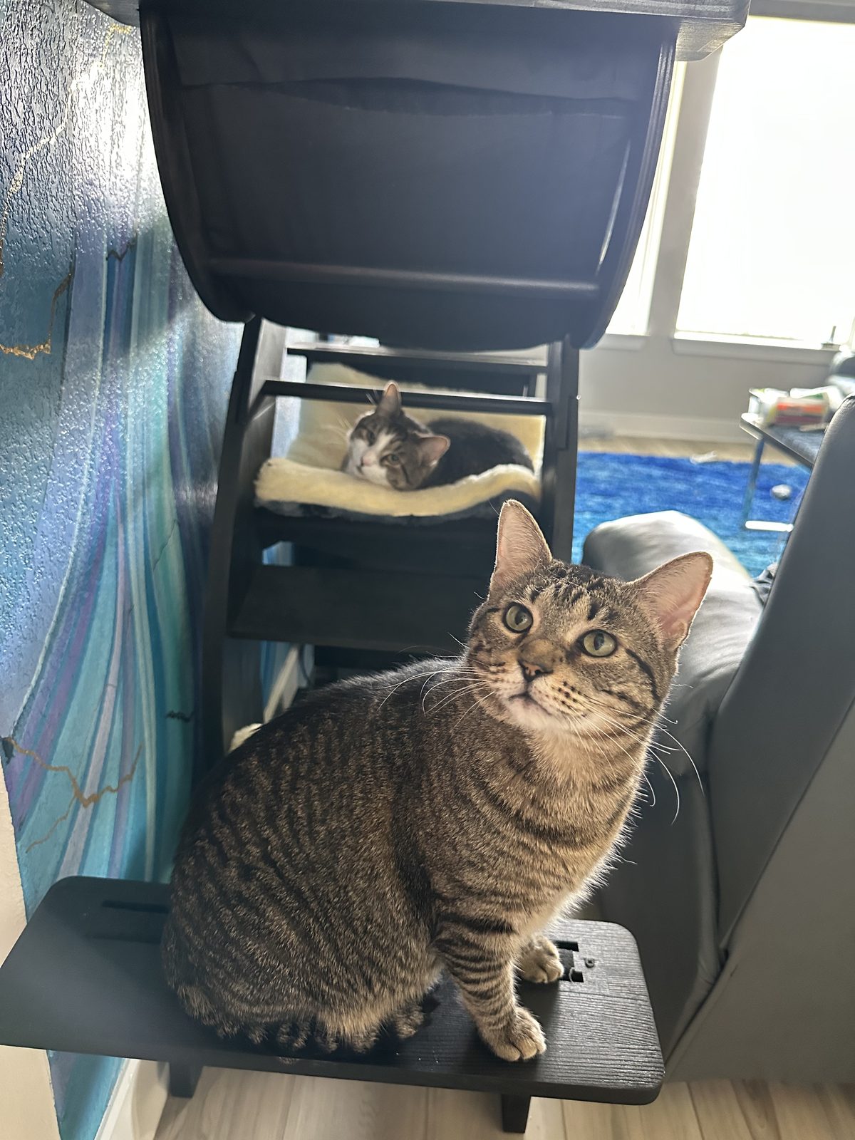 Jasper sitting on a step of the cat tree looking up, with Garnet asleep in a fleece bed behind.