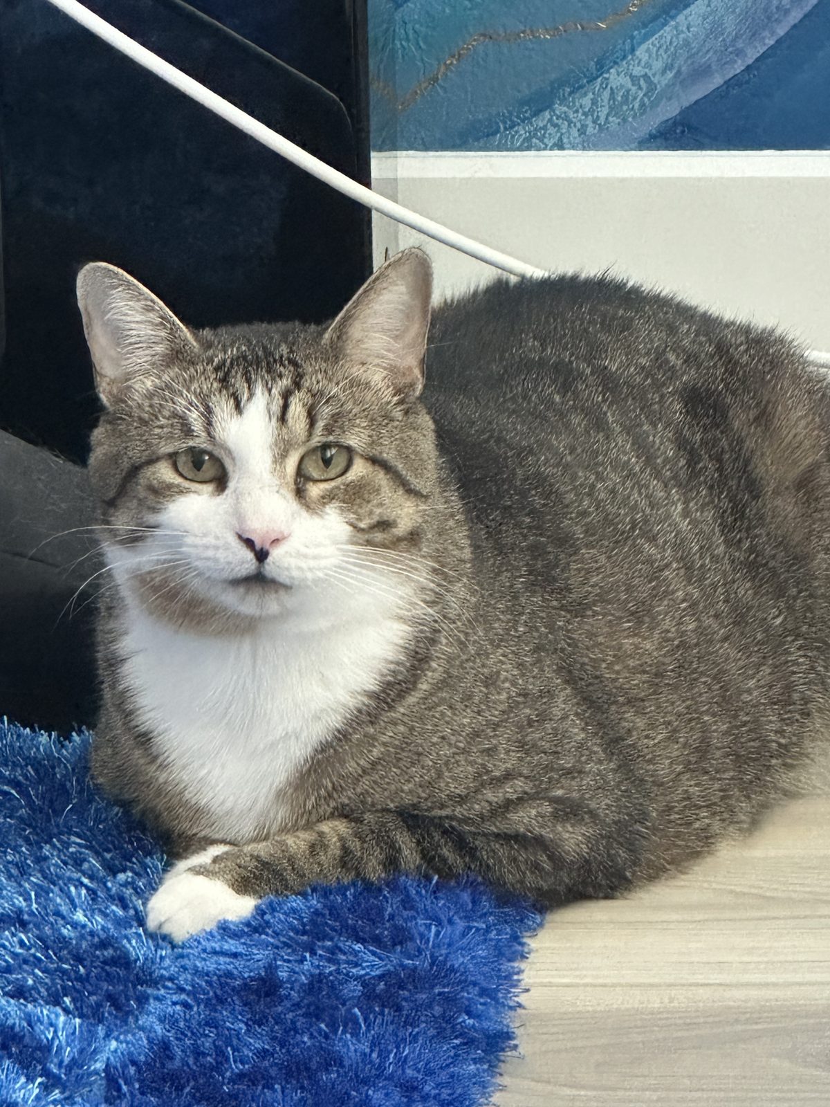 Garnet loafing on a bright blue shag rug and looking at the camera.
