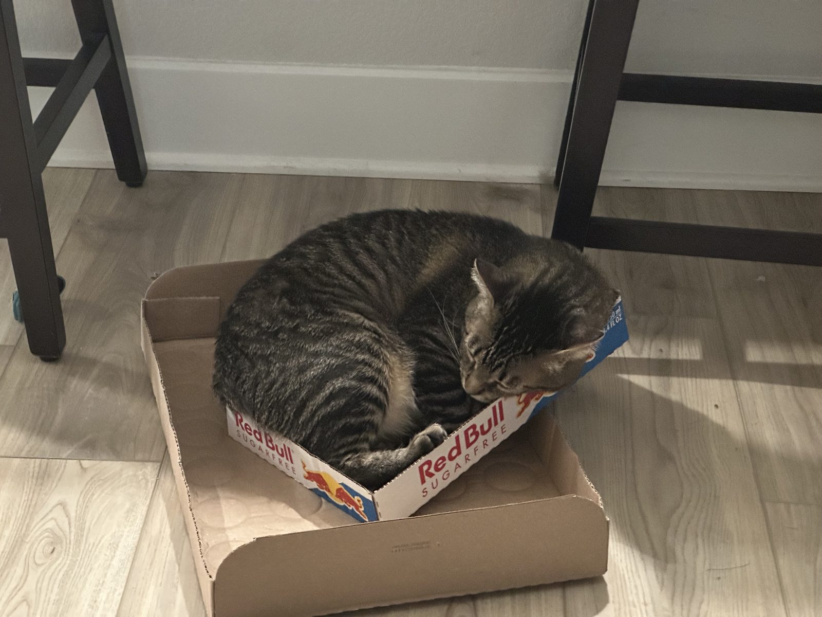 Jasper curled up asleep in a flat Red Bull box on a pale wood-look floor.