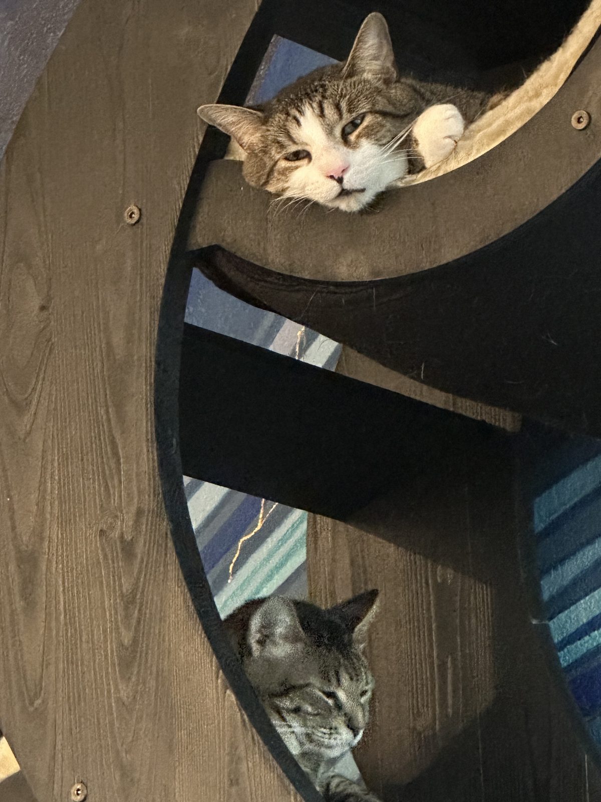 Garnet looking out from an upper nook of the cat tree, with Jasper settled in another below.