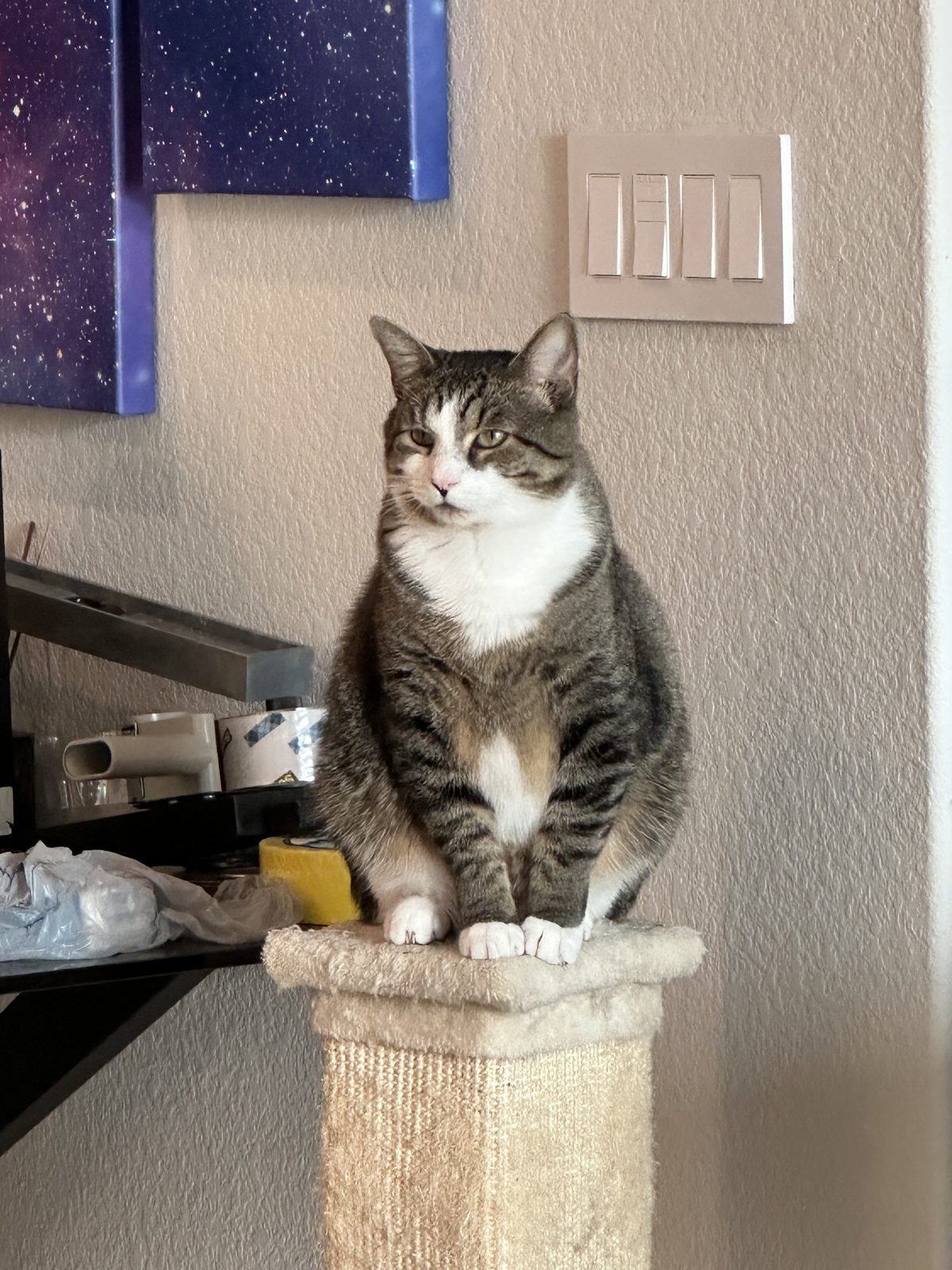 Garnet, a tabby cat with a white bib and white paws, sitting upright on top of a carpeted scratching post.