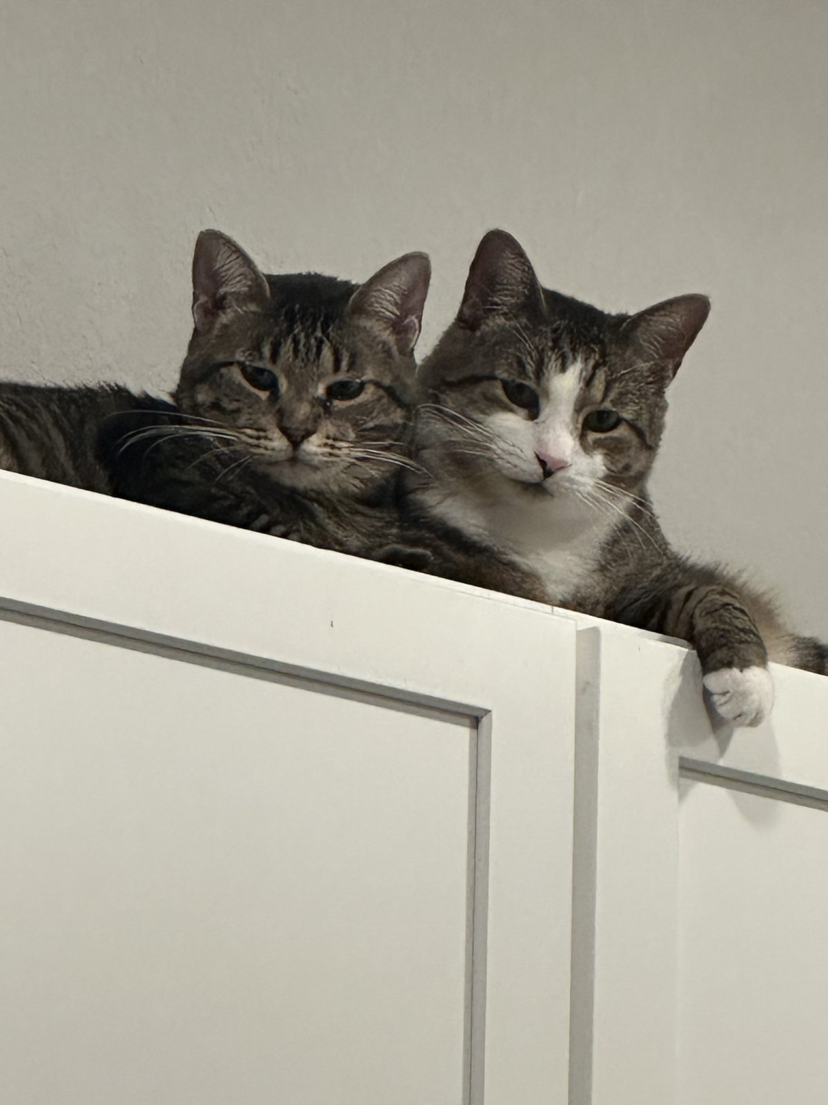 Jasper and Garnet lying side by side on top of the kitchen cabinets, peering over the edge.