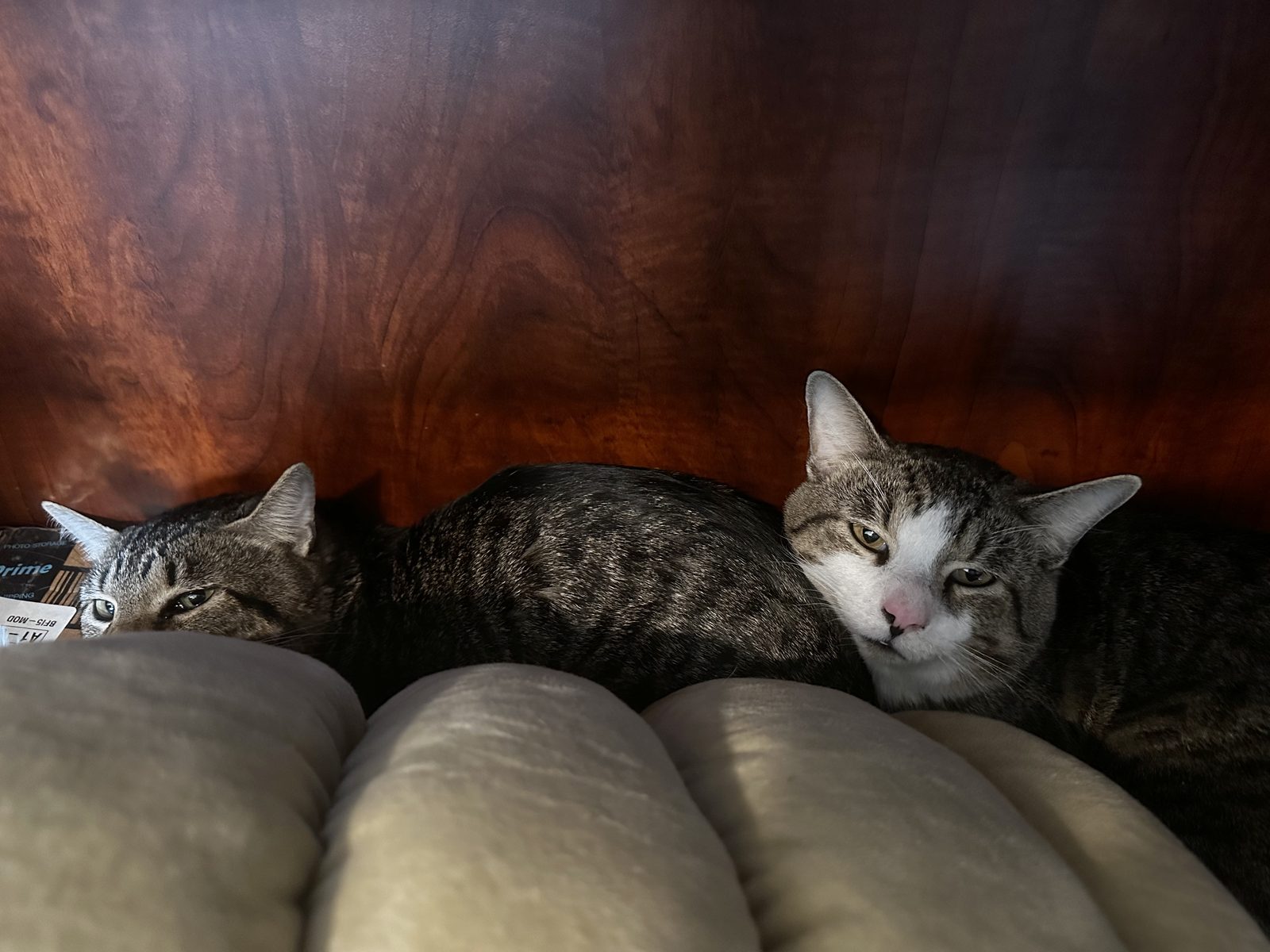 First day home: Jasper and Garnet tucked into the gap behind a cushion, not sure yet what to make of the place.