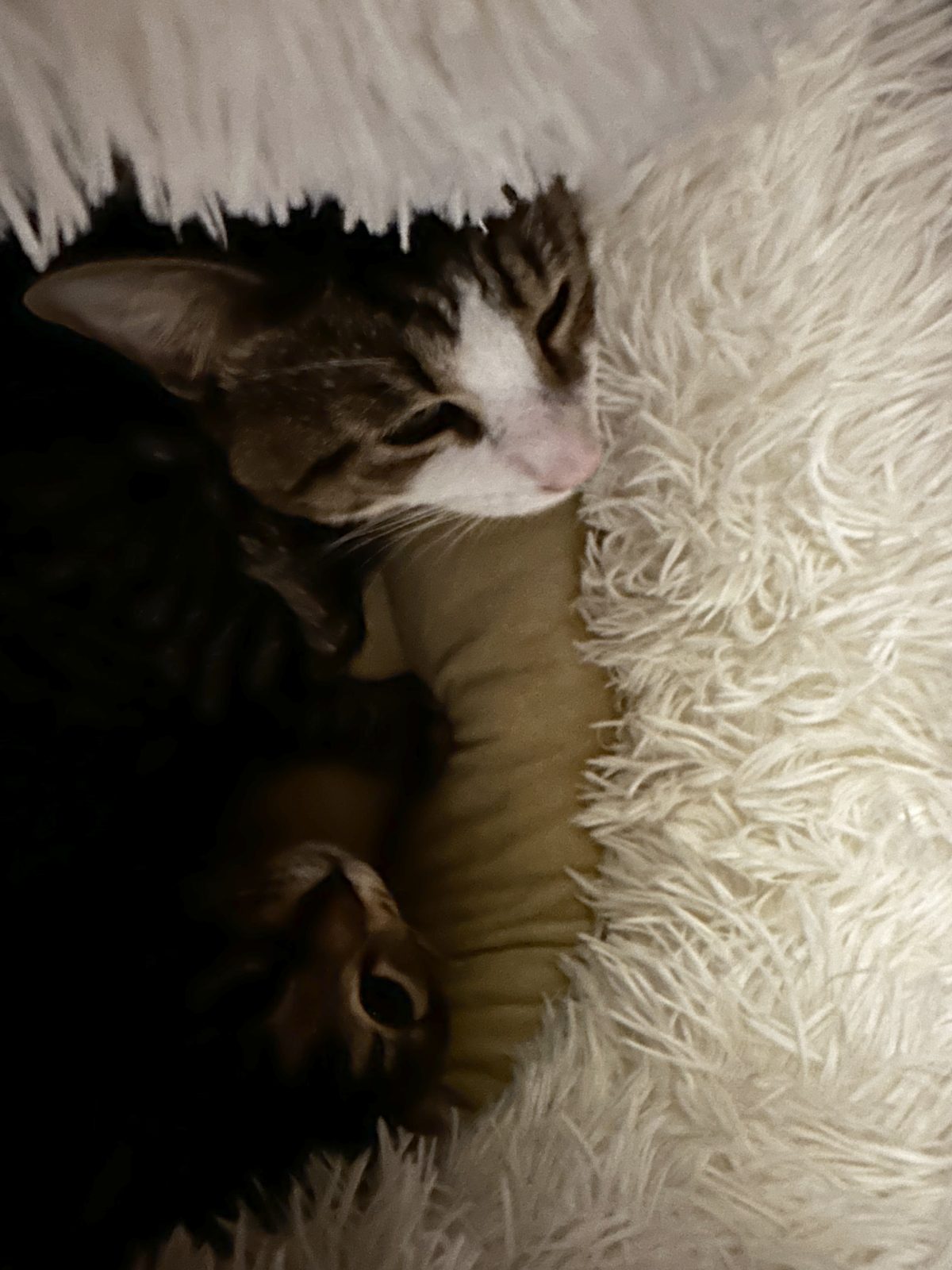Garnet and Jasper curled up together in a fluffy bed in the dark.