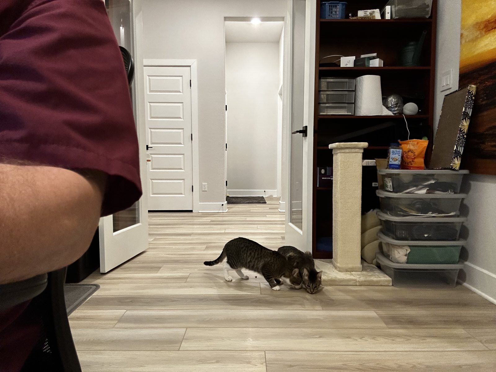Two weeks at home: Garnet nose down to the floor beside a new scratching post.