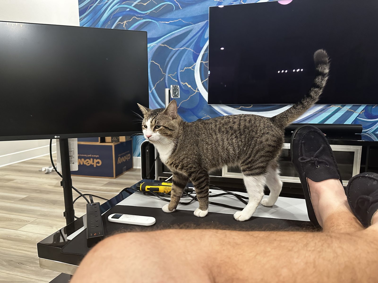 Garnet standing over a run of desk cables with his tail up, two screens behind him.