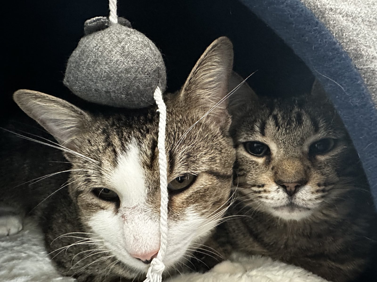 Garnet and Jasper pressed cheek to cheek inside a fabric cat cave, a toy mouse dangling in front of them.