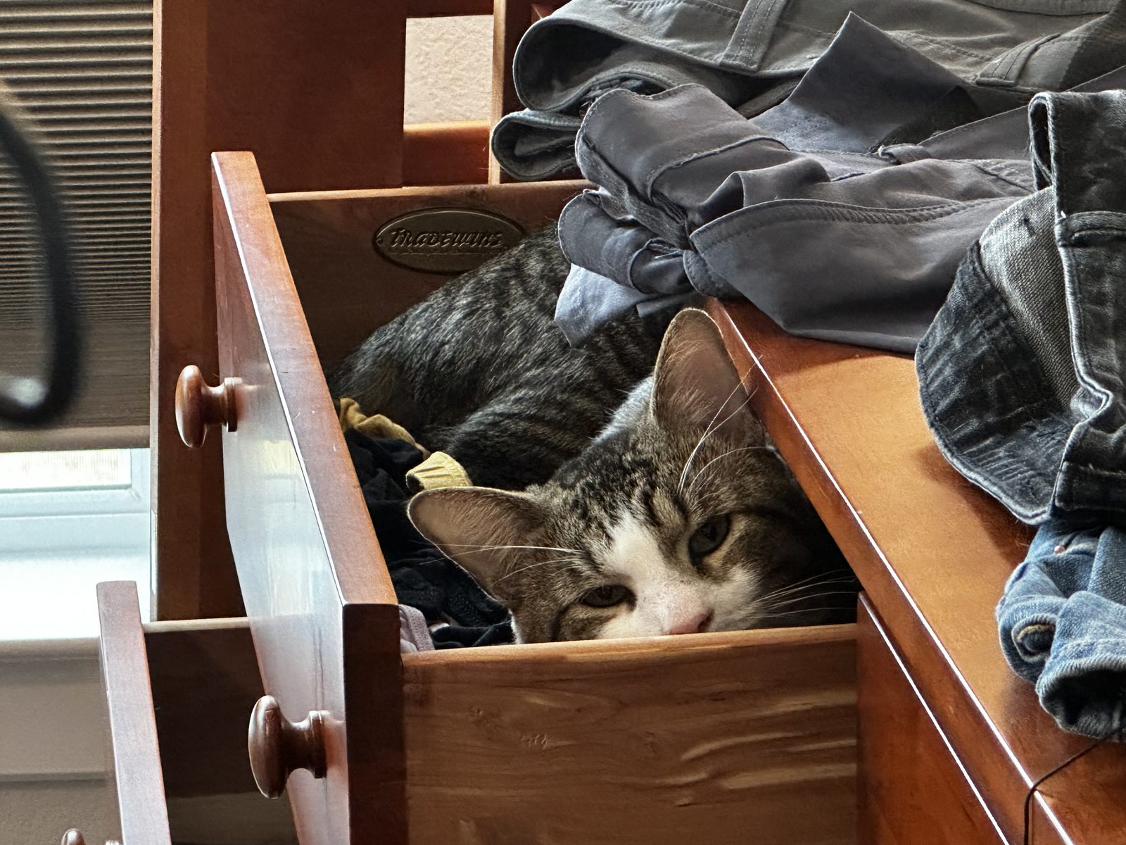 Garnet lying in an open dresser drawer among the clothes, with Jasper tucked in behind him.