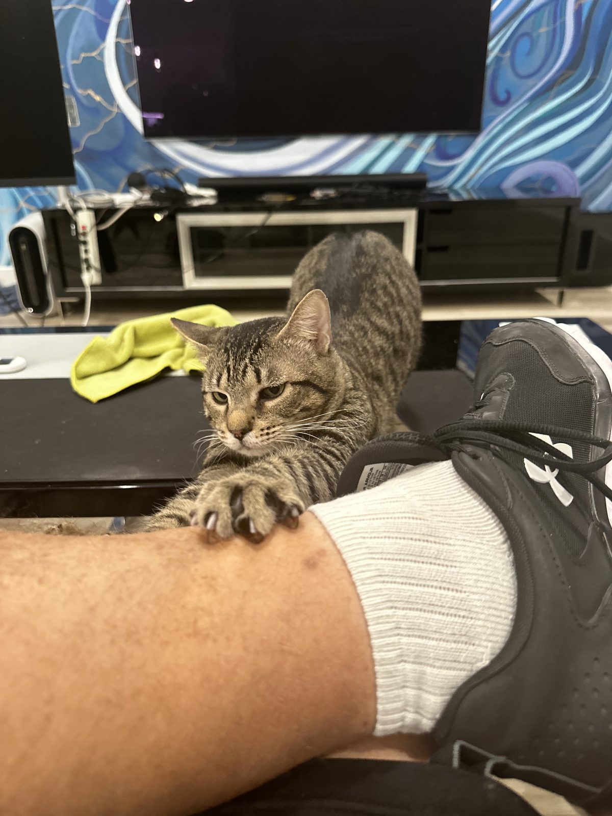Jasper reaching a paw onto Ernie's shin, claws just out.