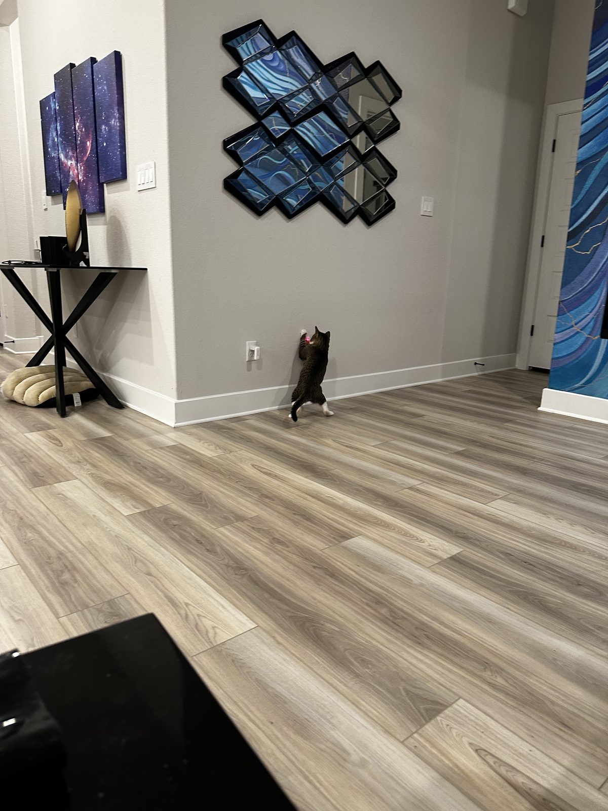 Garnet up on his hind legs at the entryway wall, chasing a laser dot.