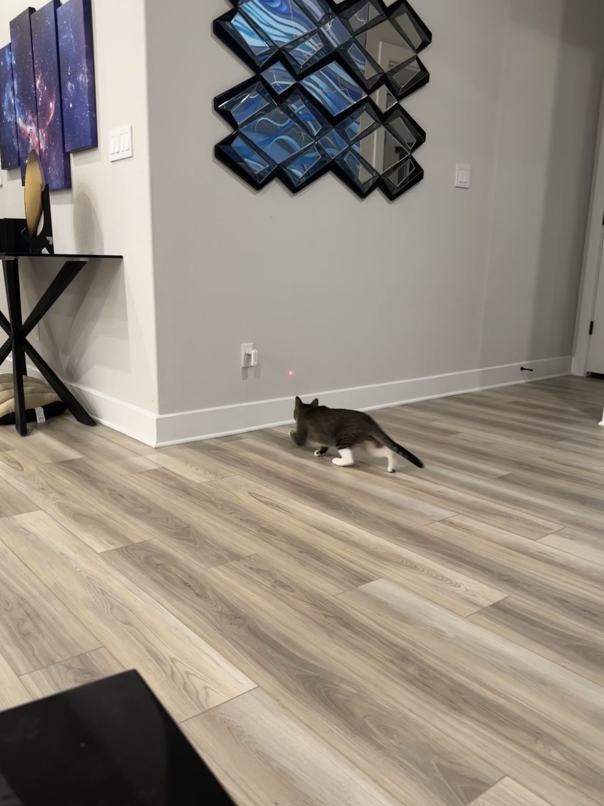 Garnet stalking the red laser dot along the wall, low to the floor.