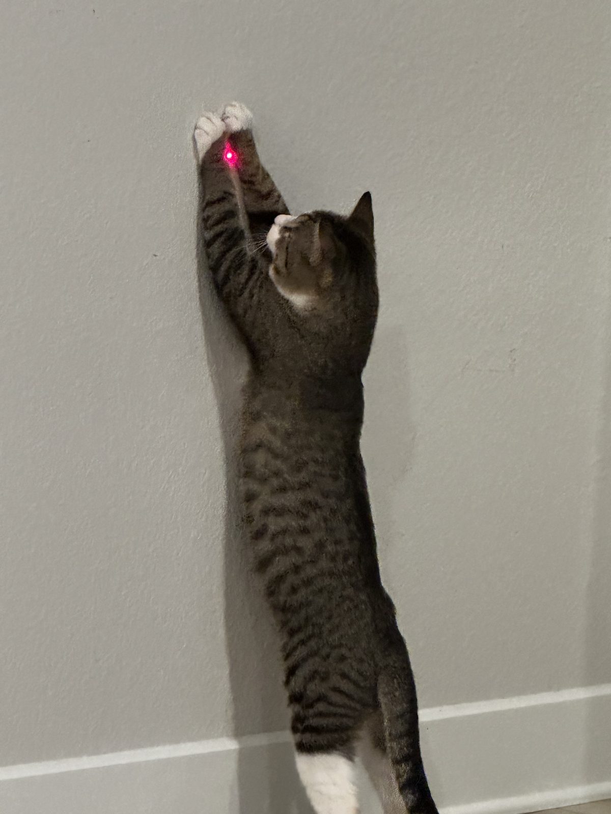 Garnet stretched to full height up the wall with both white paws on the laser dot.