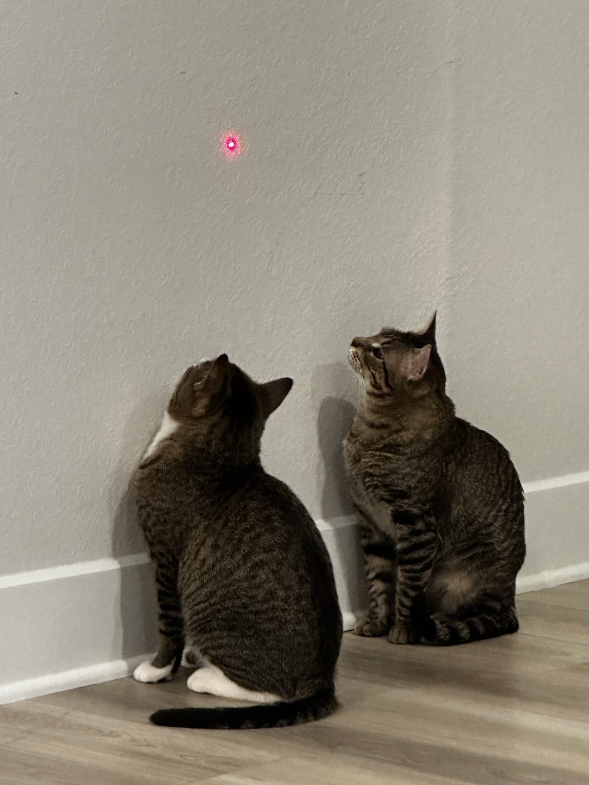 Garnet and Jasper sitting side by side, both watching the red dot on the wall above them.