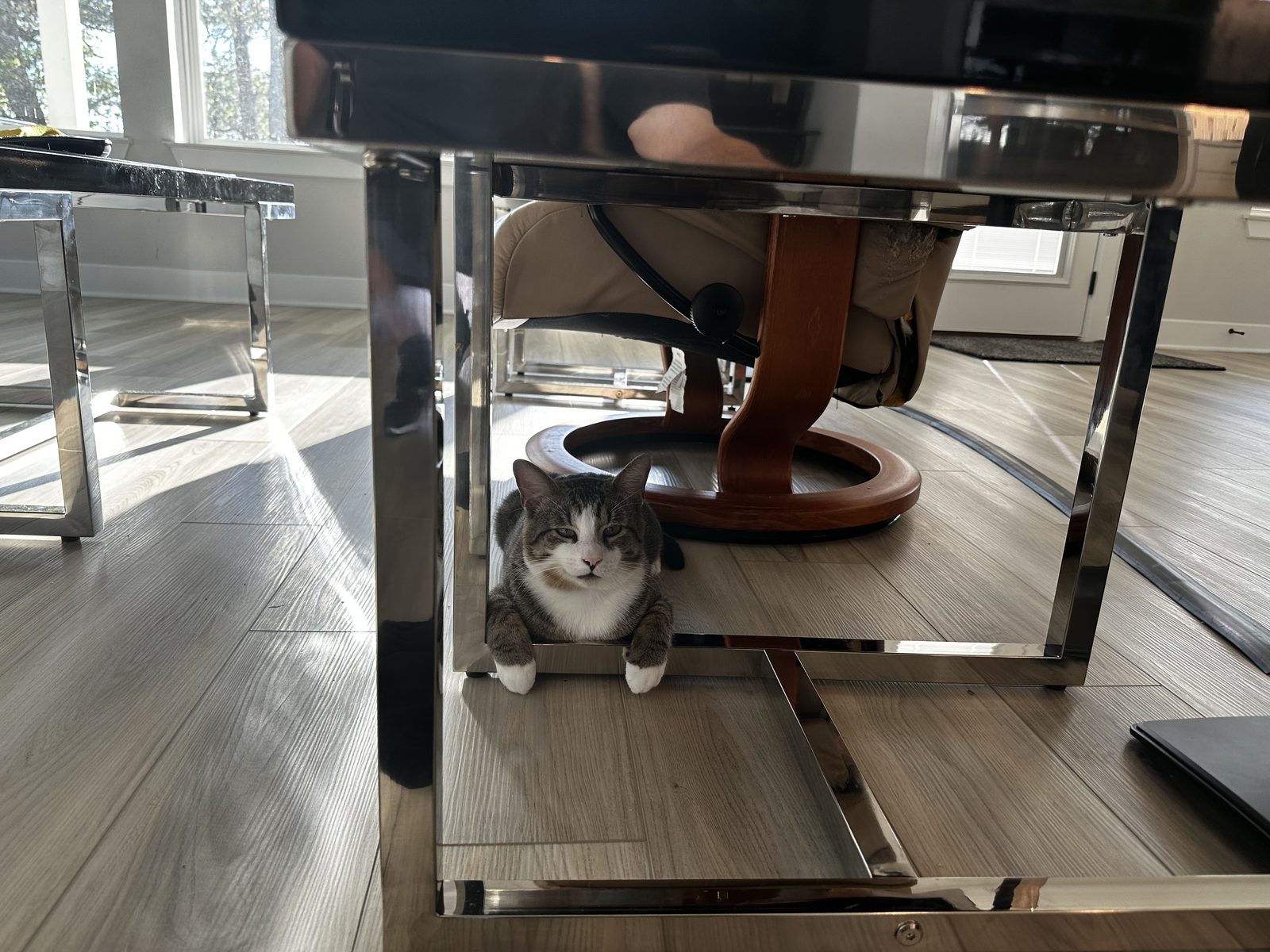 Garnet loafing under a chrome-framed coffee table in a patch of sun.