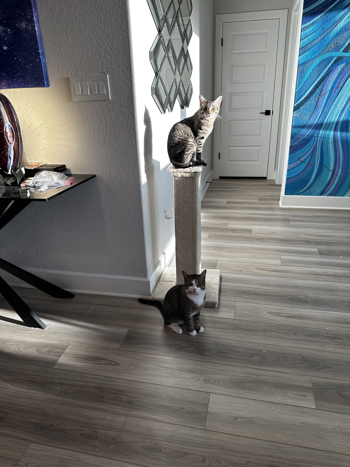 Jasper on top of the sisal post with Garnet sitting on its base below.