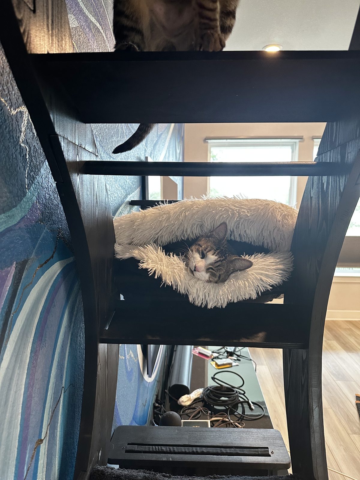 Garnet curled in a fluffy bed on the cat tree, with Jasper's legs on the shelf above.