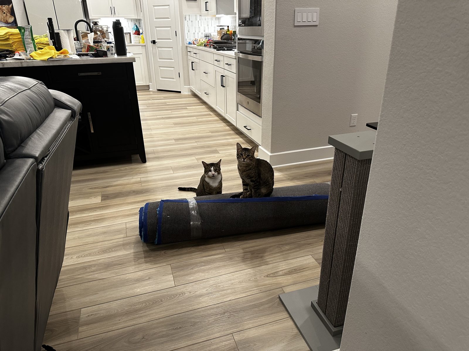 Garnet and Jasper sitting on a rolled-up rug still in its tape, in the kitchen doorway.