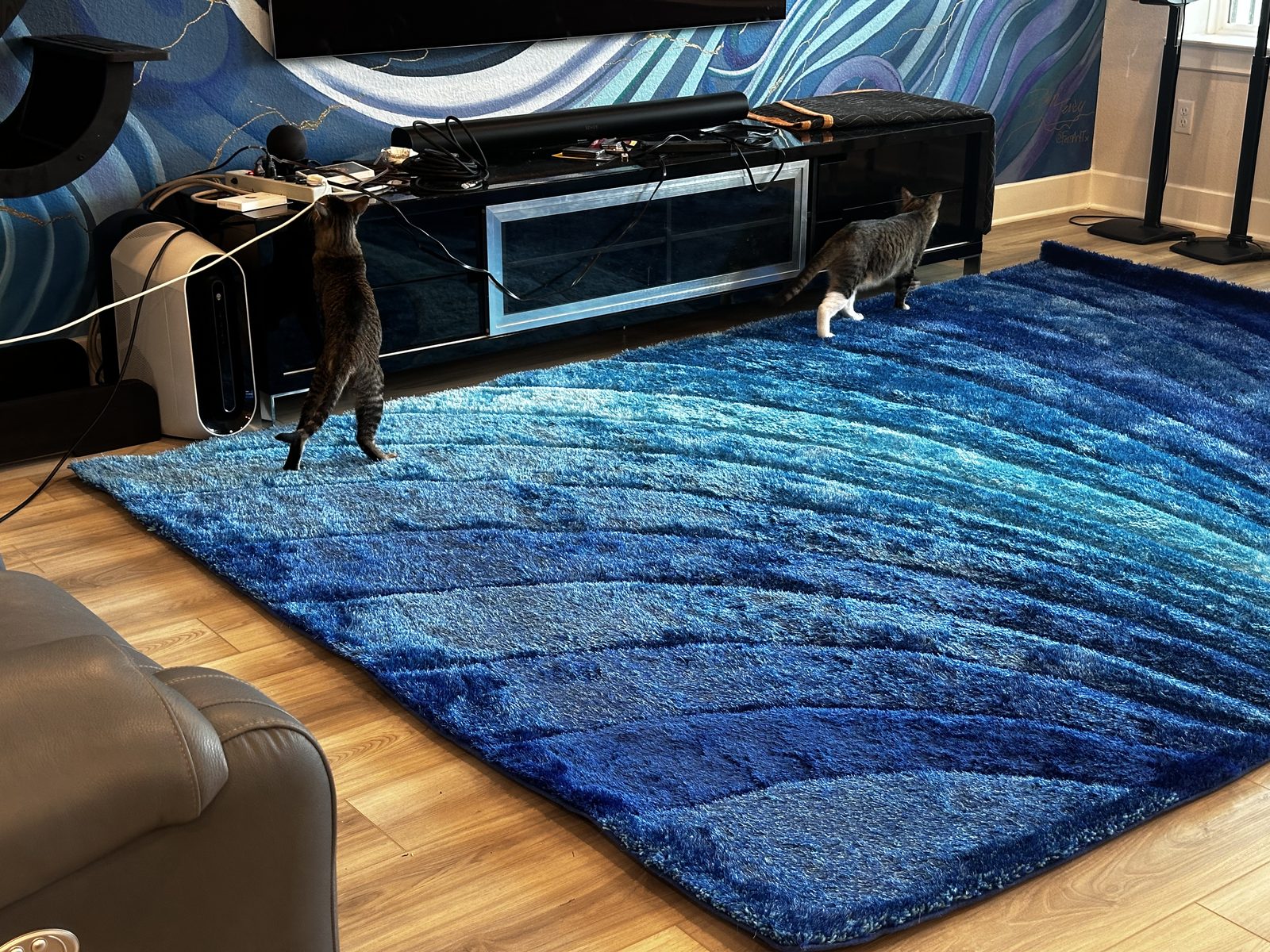 The same rug unrolled three hours later, Jasper up at the media console and Garnet crossing the blue shag.