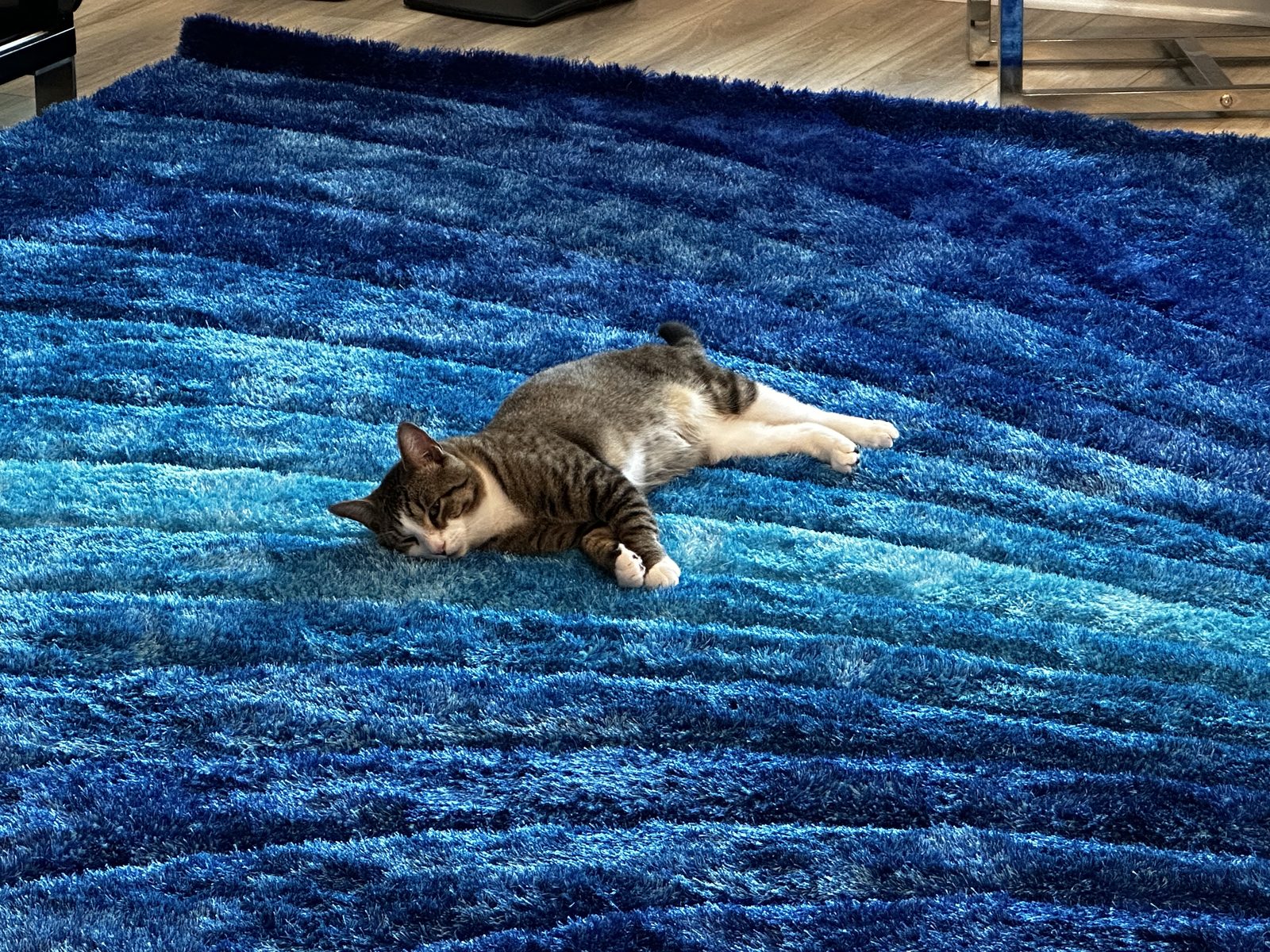 Garnet sprawled out flat on the new blue rug, claiming it.