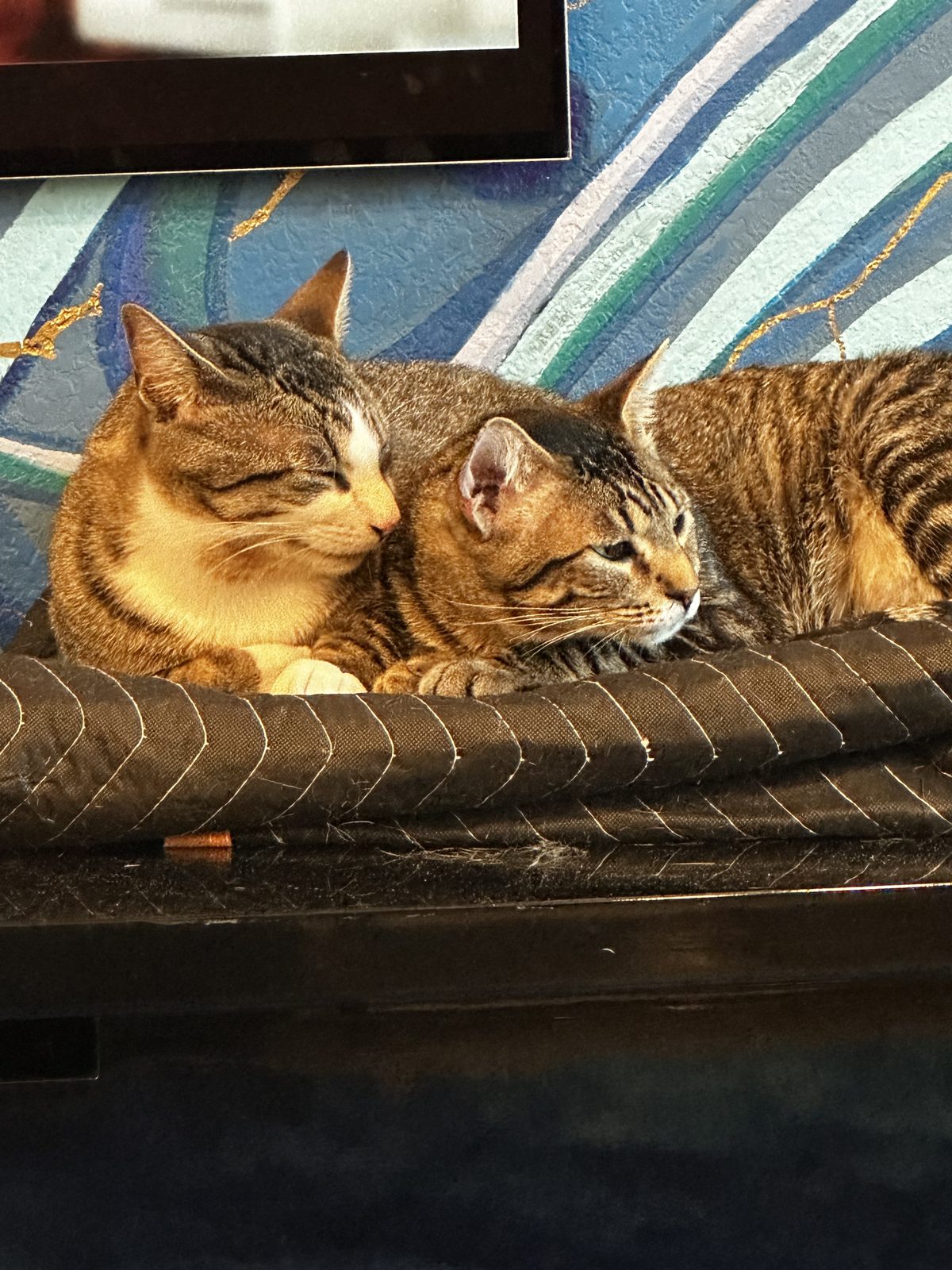 Garnet and Jasper dozing pressed together on a ledge below the mural.