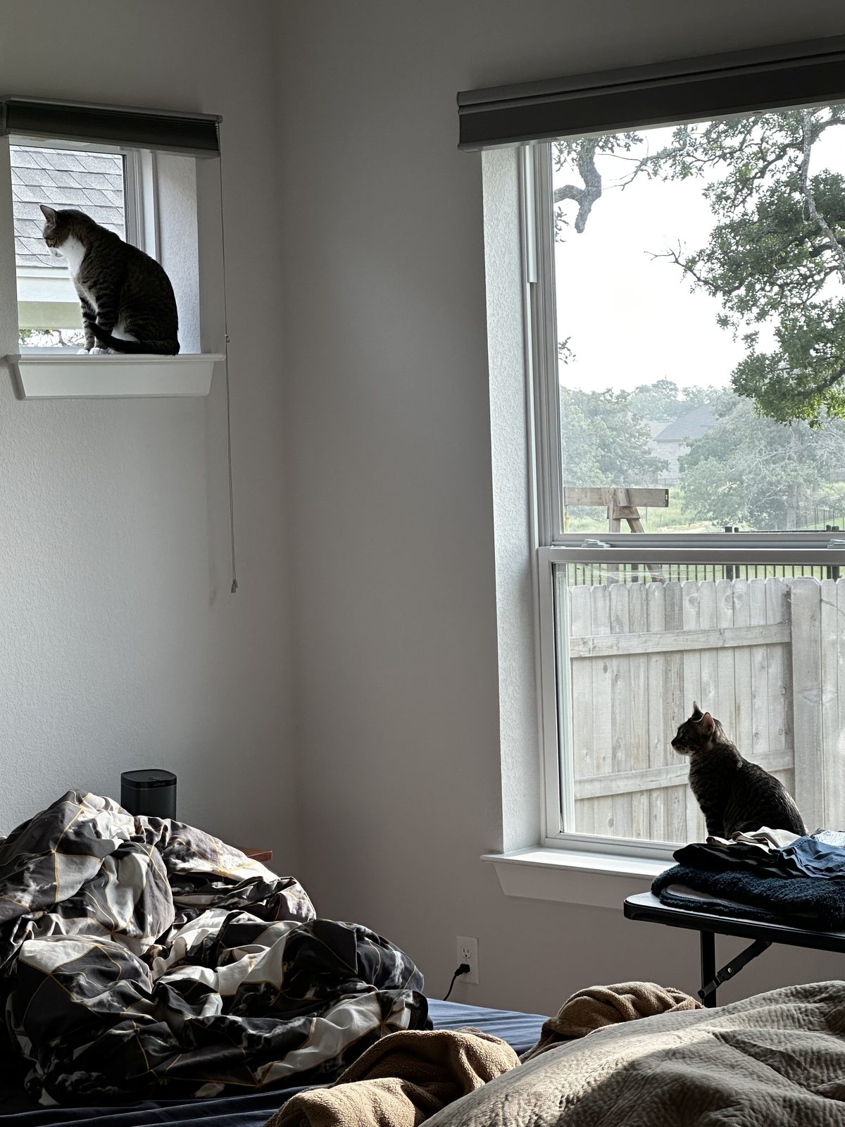 Garnet up on a high window ledge and Jasper at the lower window, watching the garden from opposite corners of the bedroom.