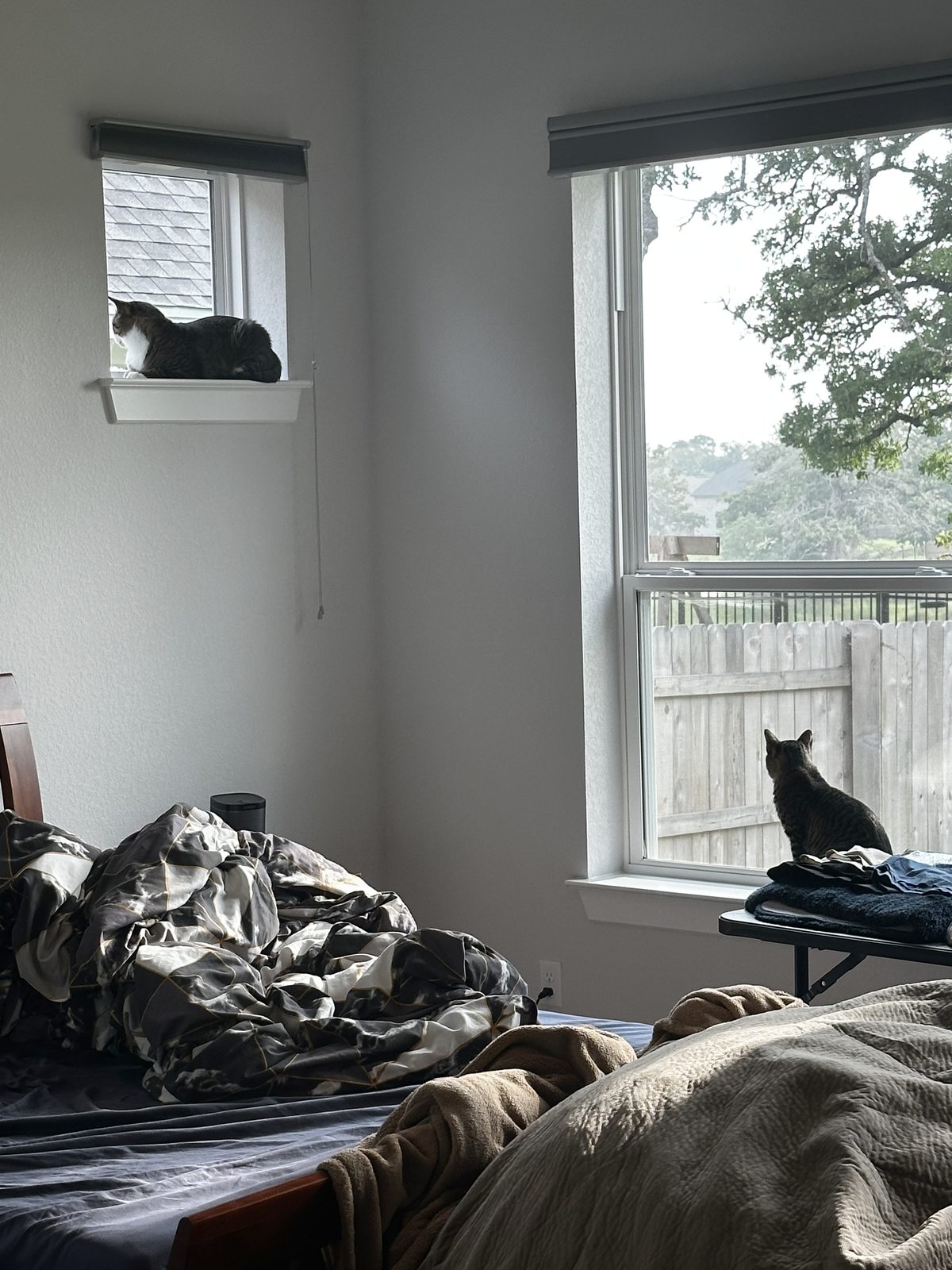 A minute later, Garnet has settled down on the high ledge while Jasper still sits at the lower window.