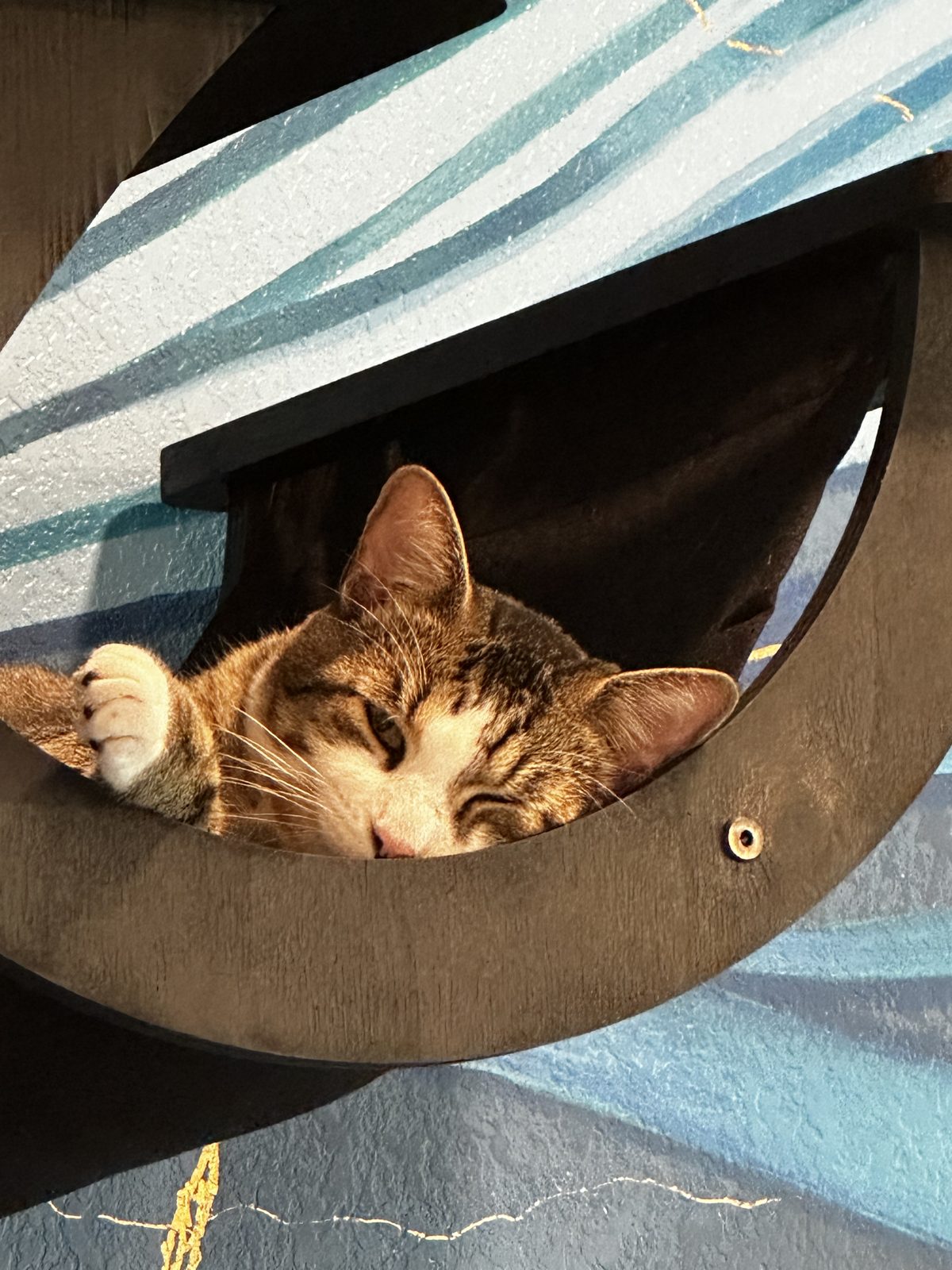 Garnet dozing in a curved nook of the cat tree with one white paw hooked over the edge.
