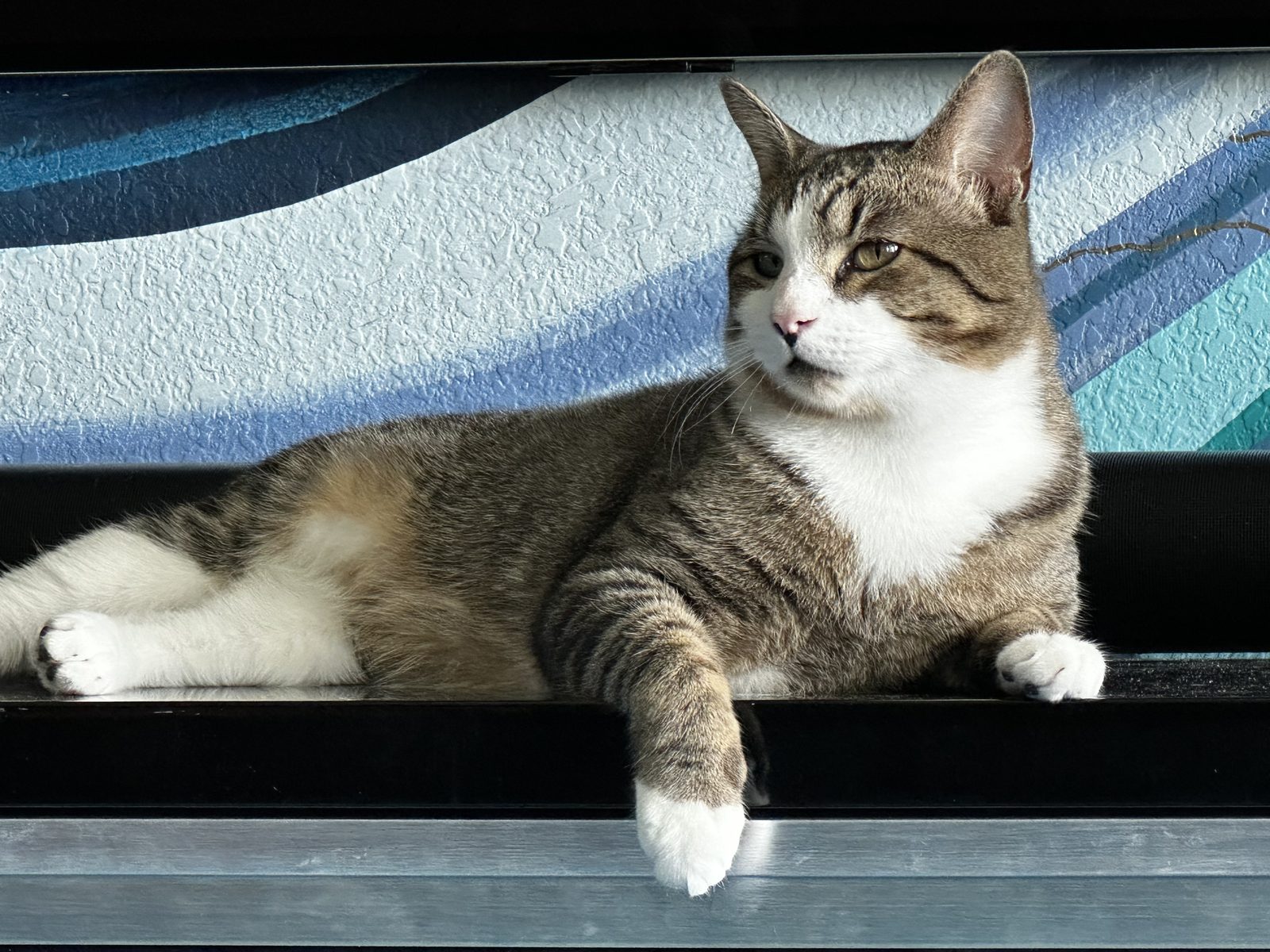 Garnet stretched out along a shelf against the blue mural, white bib and all four white paws on show.