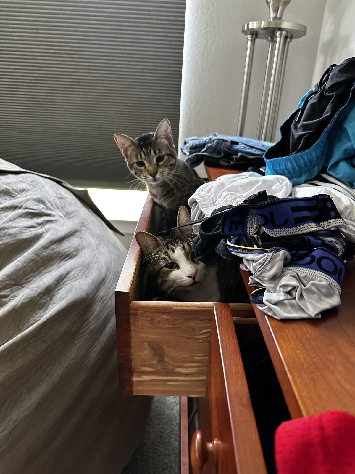 Garnet sitting in an open dresser drawer among the clothes, with Jasper on the dresser behind him.