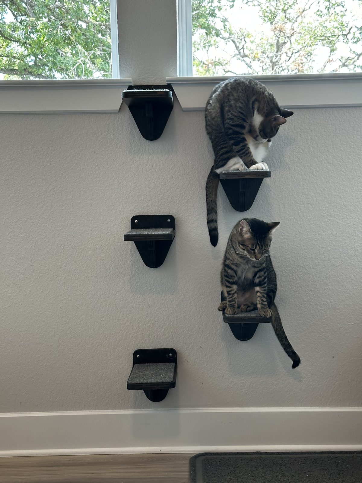 Garnet on an upper wall step with Jasper on the one below, a column of climbing shelves by the window.