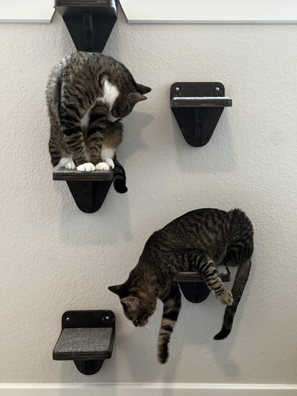 Garnet watching from an upper wall step while Jasper stretches head-first down to the next one.