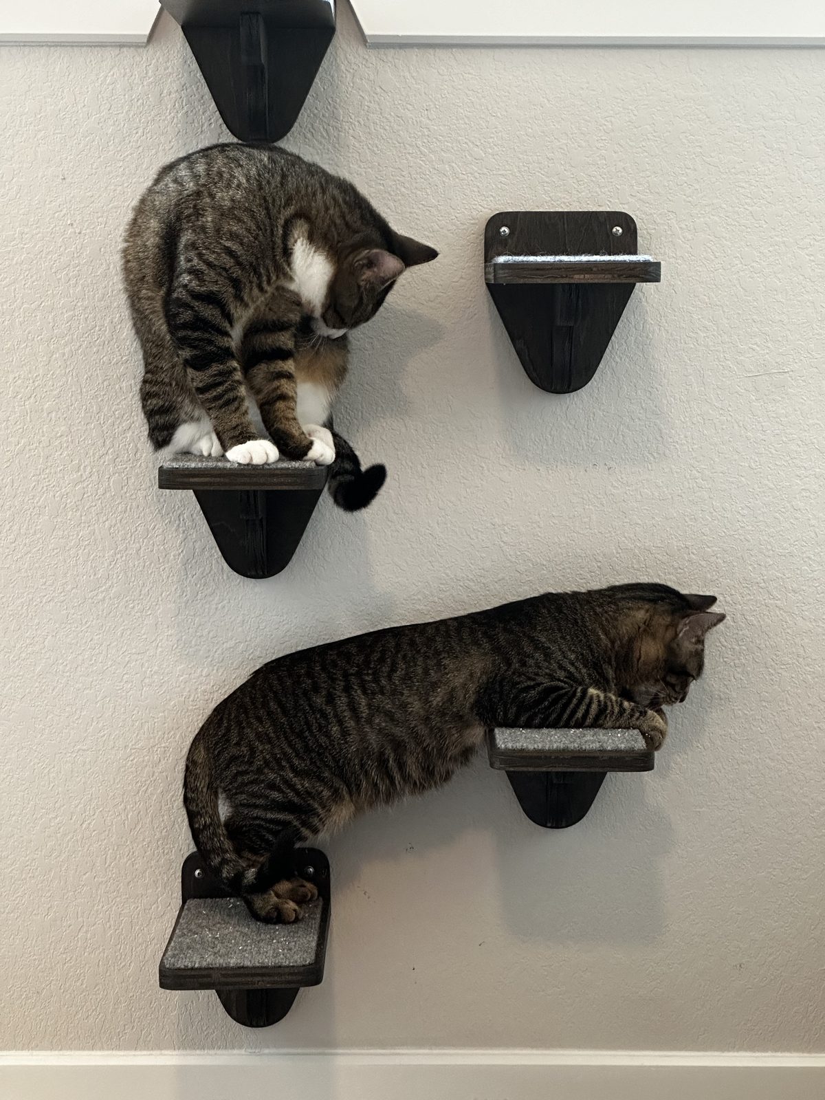 Garnet crouched on a wall step above Jasper, who is stretched between two of the lower ones.