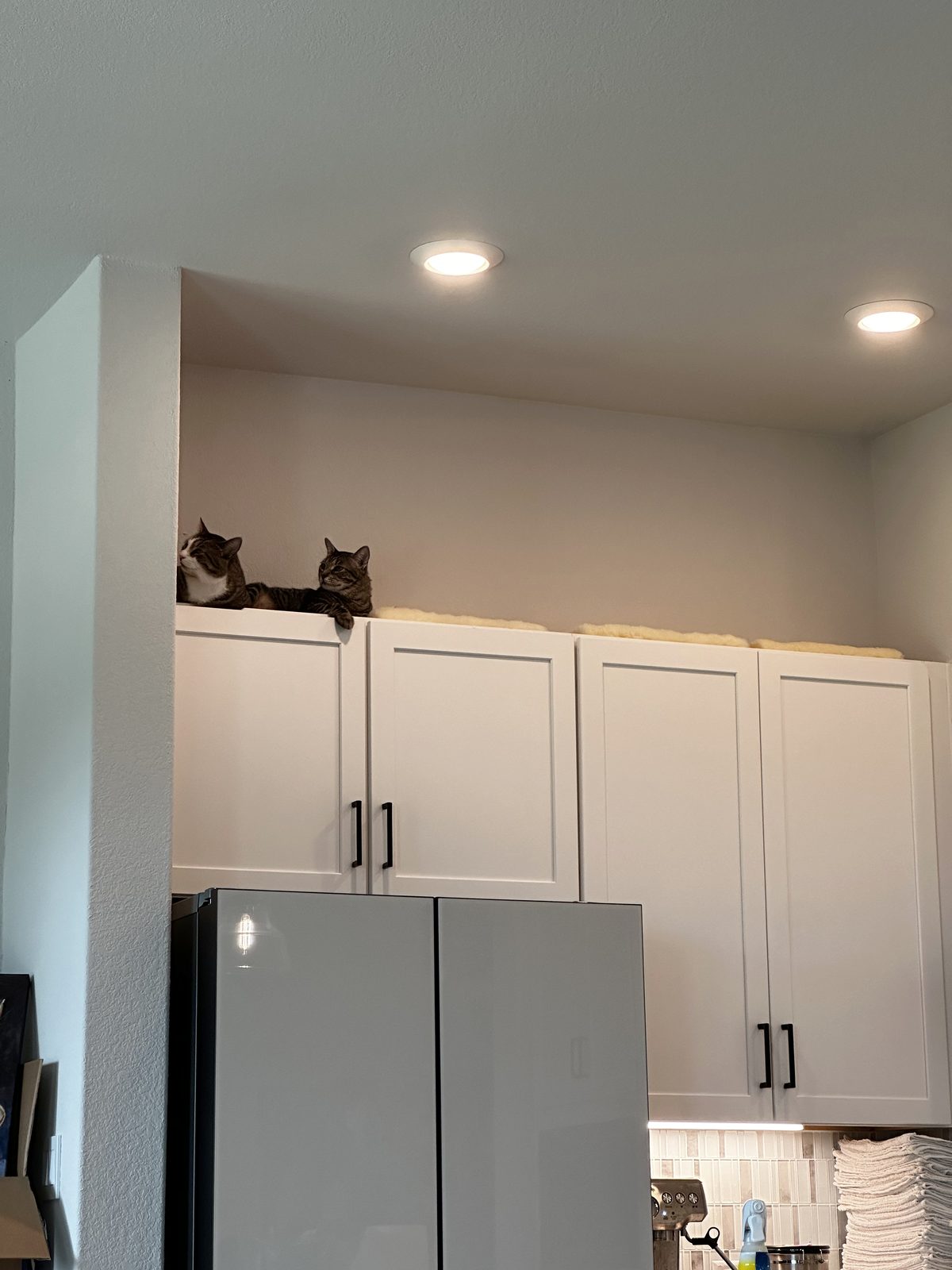 Garnet and Jasper looking down from the top of the kitchen cabinets, where fleece mats are laid out for them.