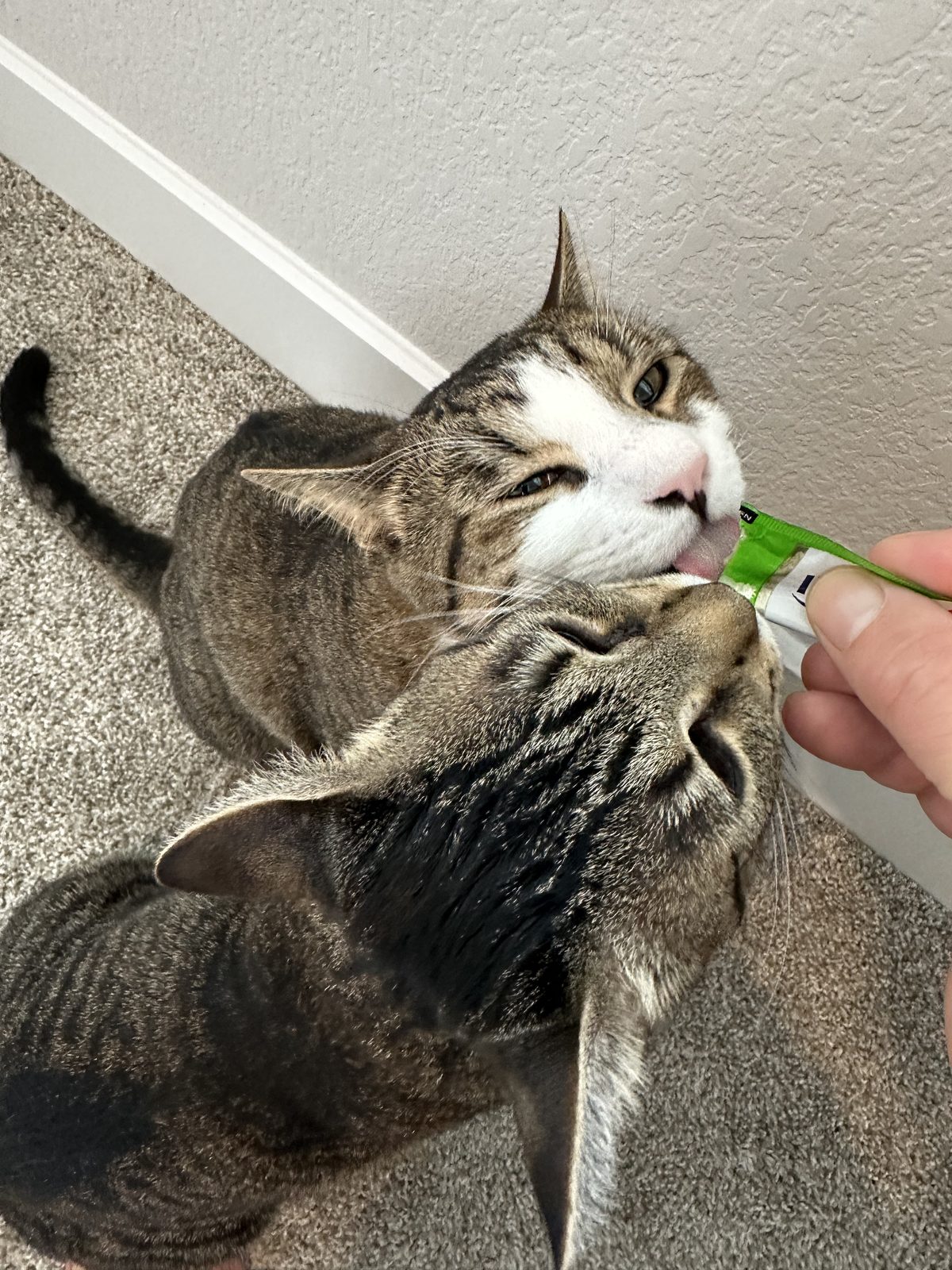 Garnet and Jasper both going for the same squeeze treat out of Ernie's hand.