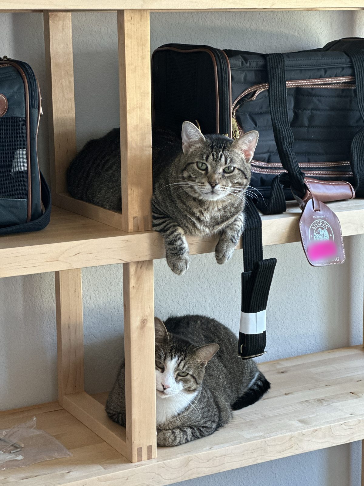 Jasper on a pale wood shelving unit with Garnet on the shelf below, beside black soft-sided pet carriers.