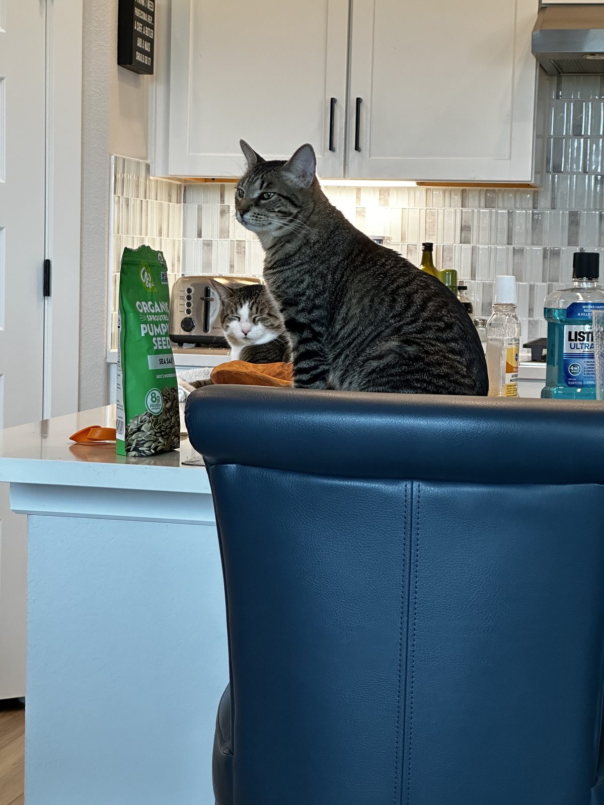 Jasper sitting up on the kitchen counter with Garnet lying behind him, seen over a chair back.