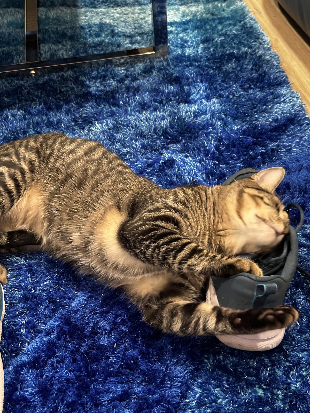 Jasper rolling around on a running shoe on the blue shag rug.