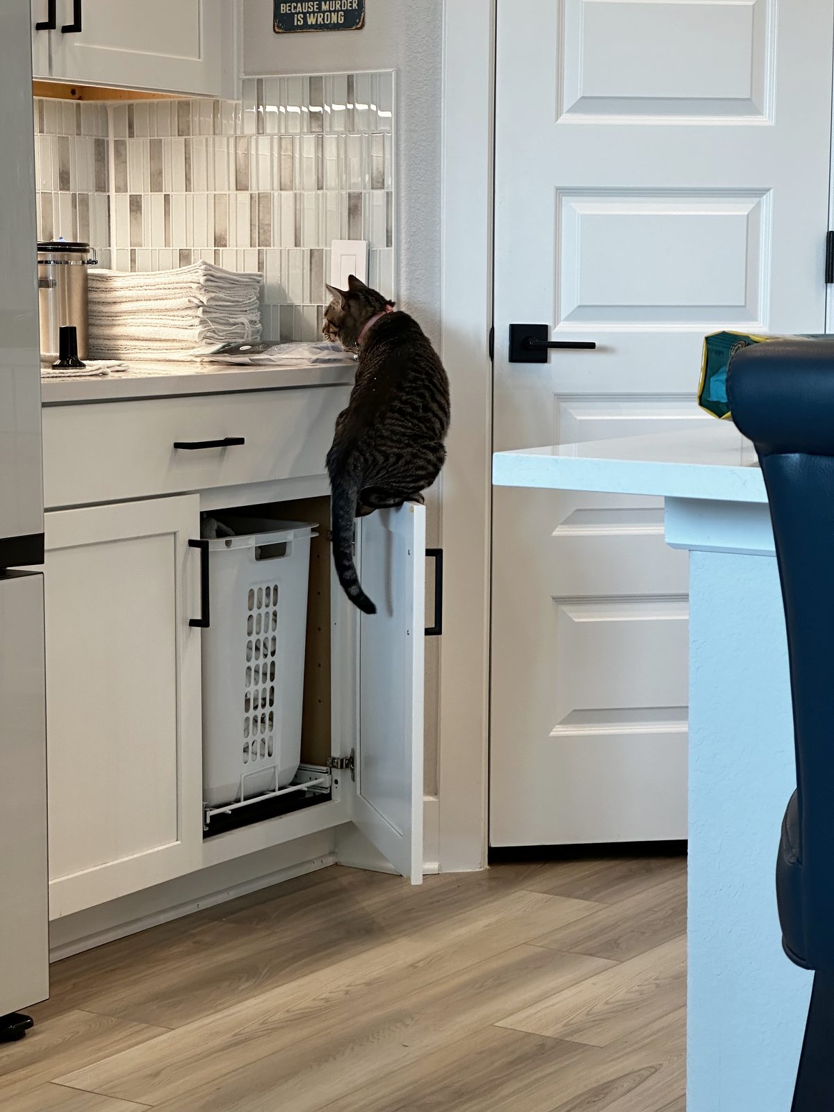 Jasper balanced on the top edge of an open cabinet door, front paws braced against the counter, nosing at the wall.