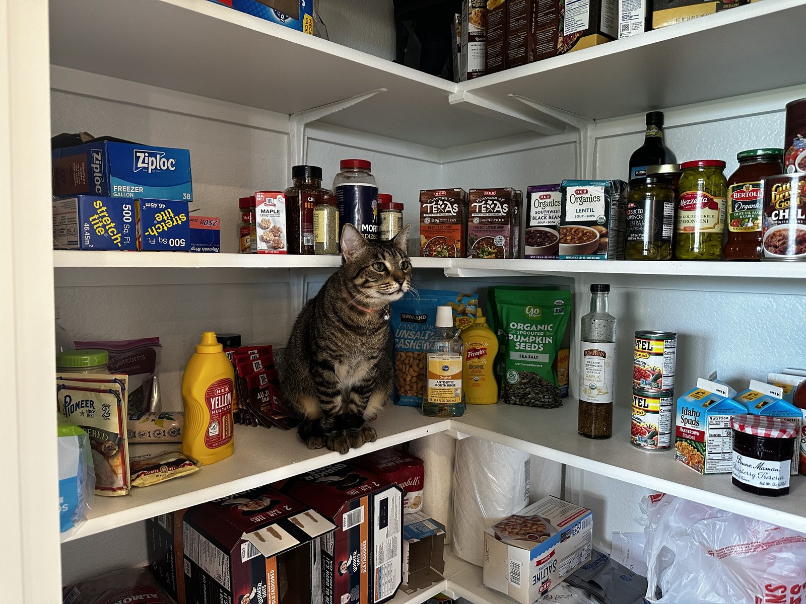 Jasper sitting among the groceries on a pantry shelf, wearing a pink collar.