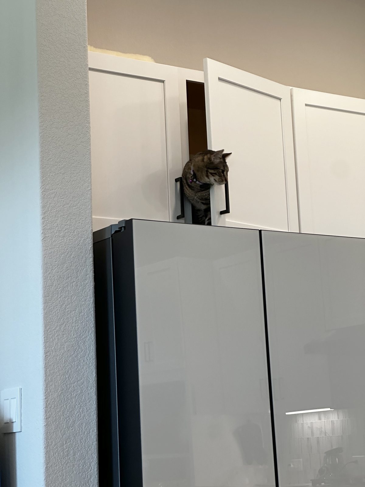 Jasper coming out of an upper kitchen cabinet he has opened himself, looking down over the top of the fridge.