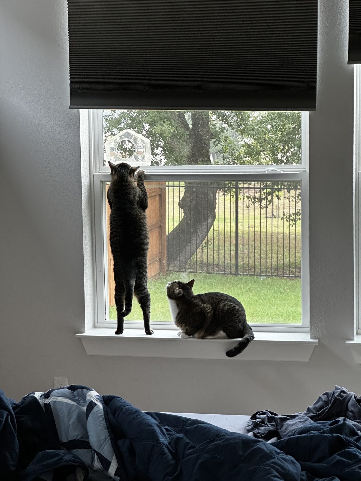 Jasper stretched up the window with Garnet sitting beside him, both watching the feeder.