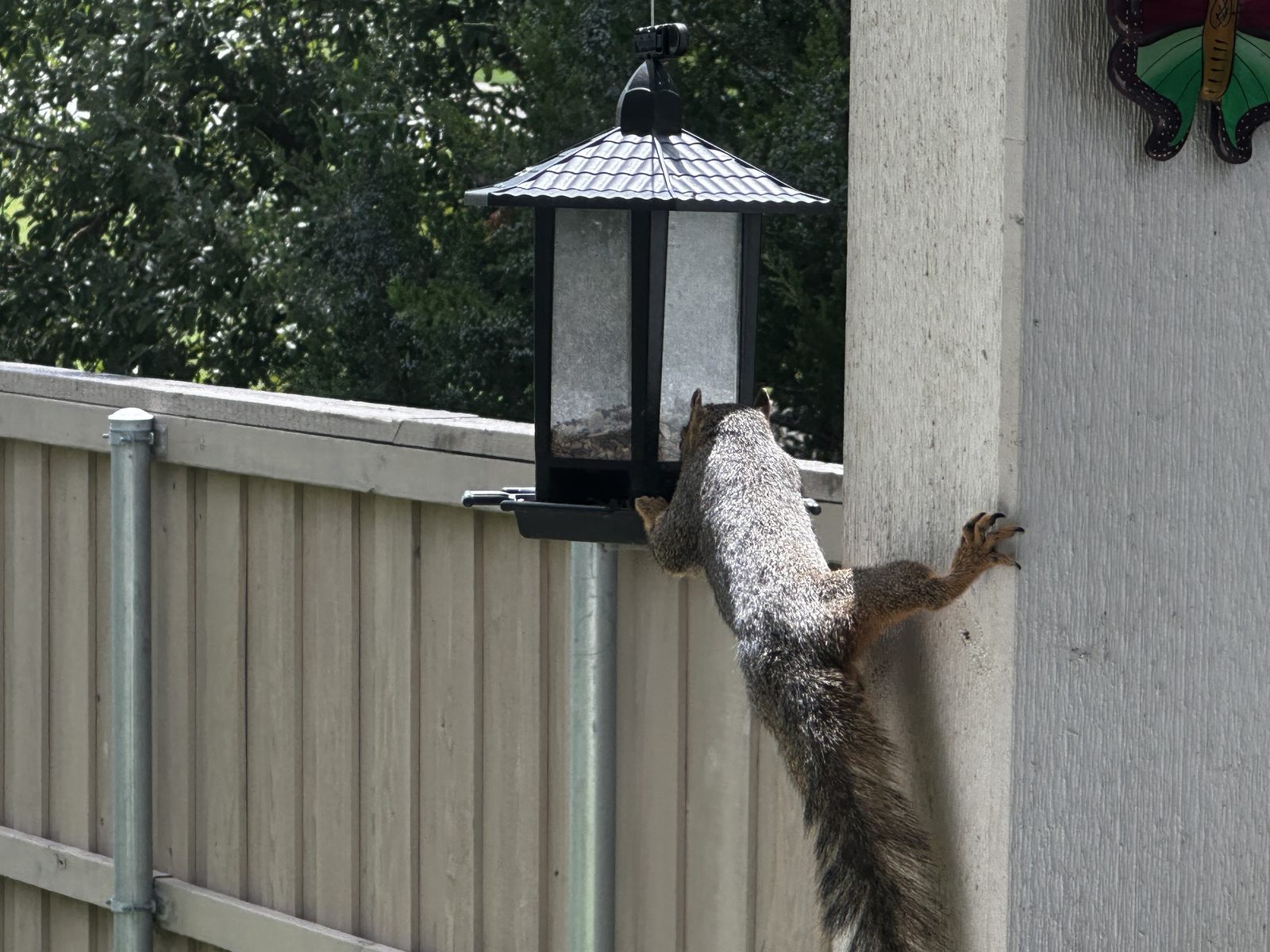 A squirrel clinging to the wall to raid a lantern-shaped bird feeder over the fence.
