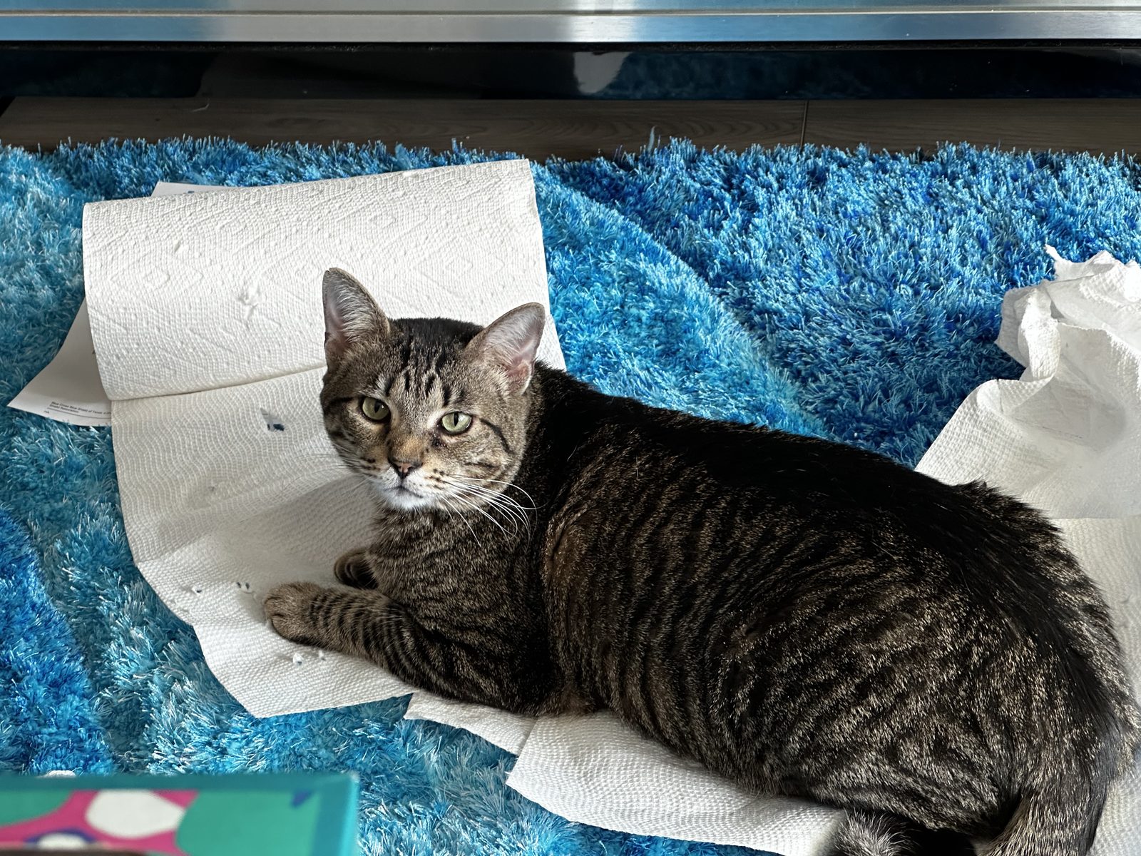 Jasper sitting innocently on the paper towel roll he has just unrolled across the rug.