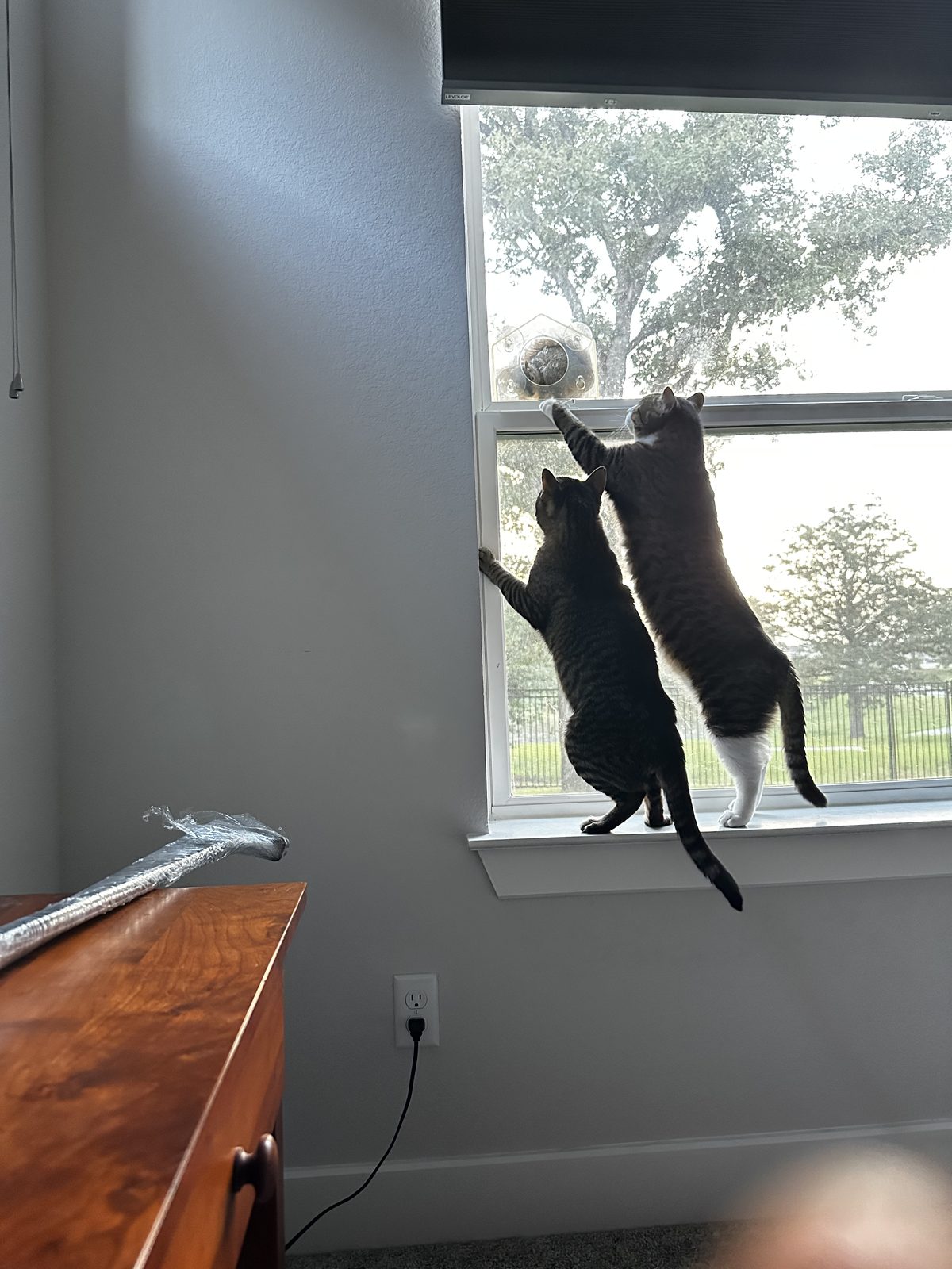 Jasper and Garnet both up on their hind legs at the window, reaching towards the feeder.